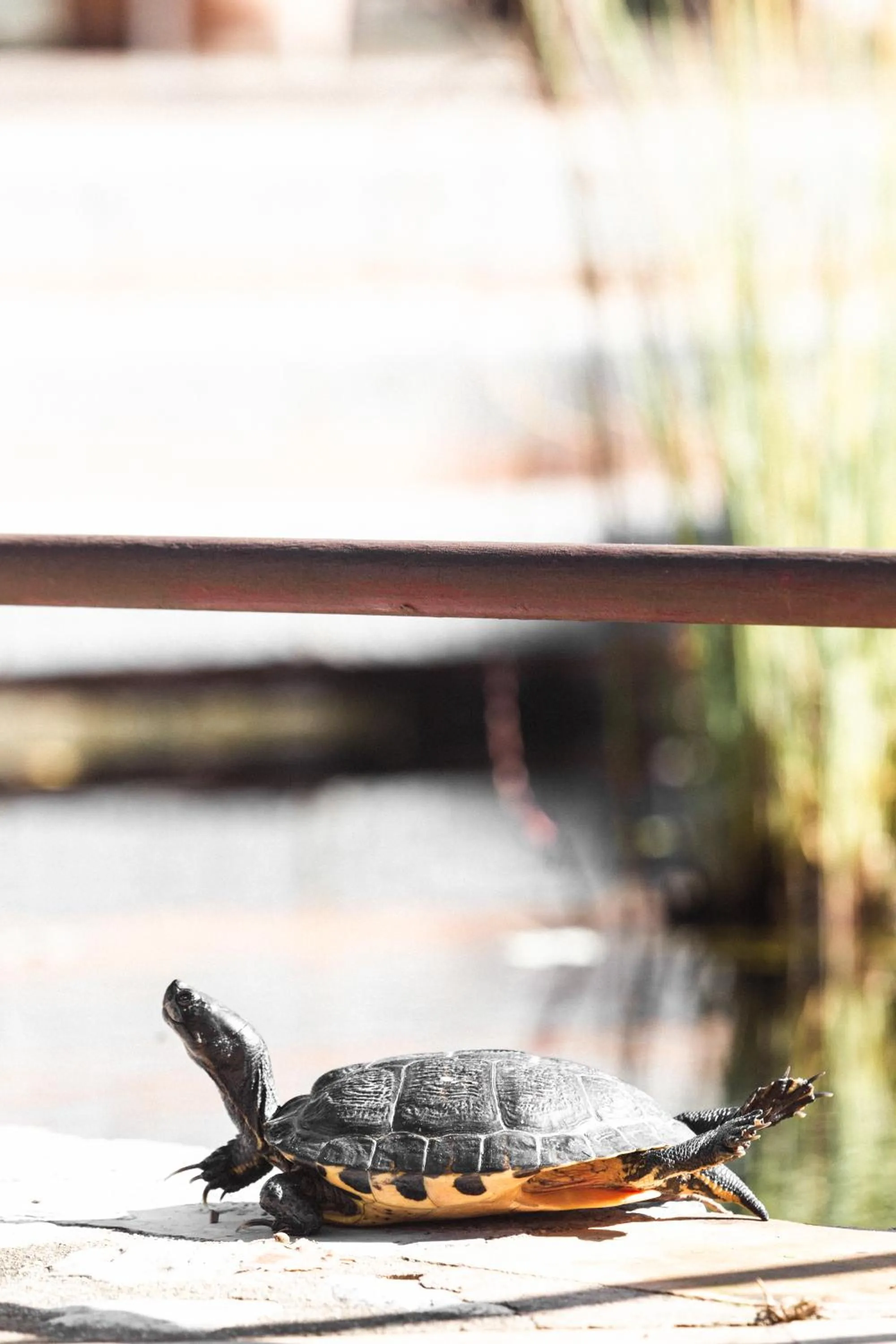 Pets in Hotel Finca Ca N'ai - Adults Only