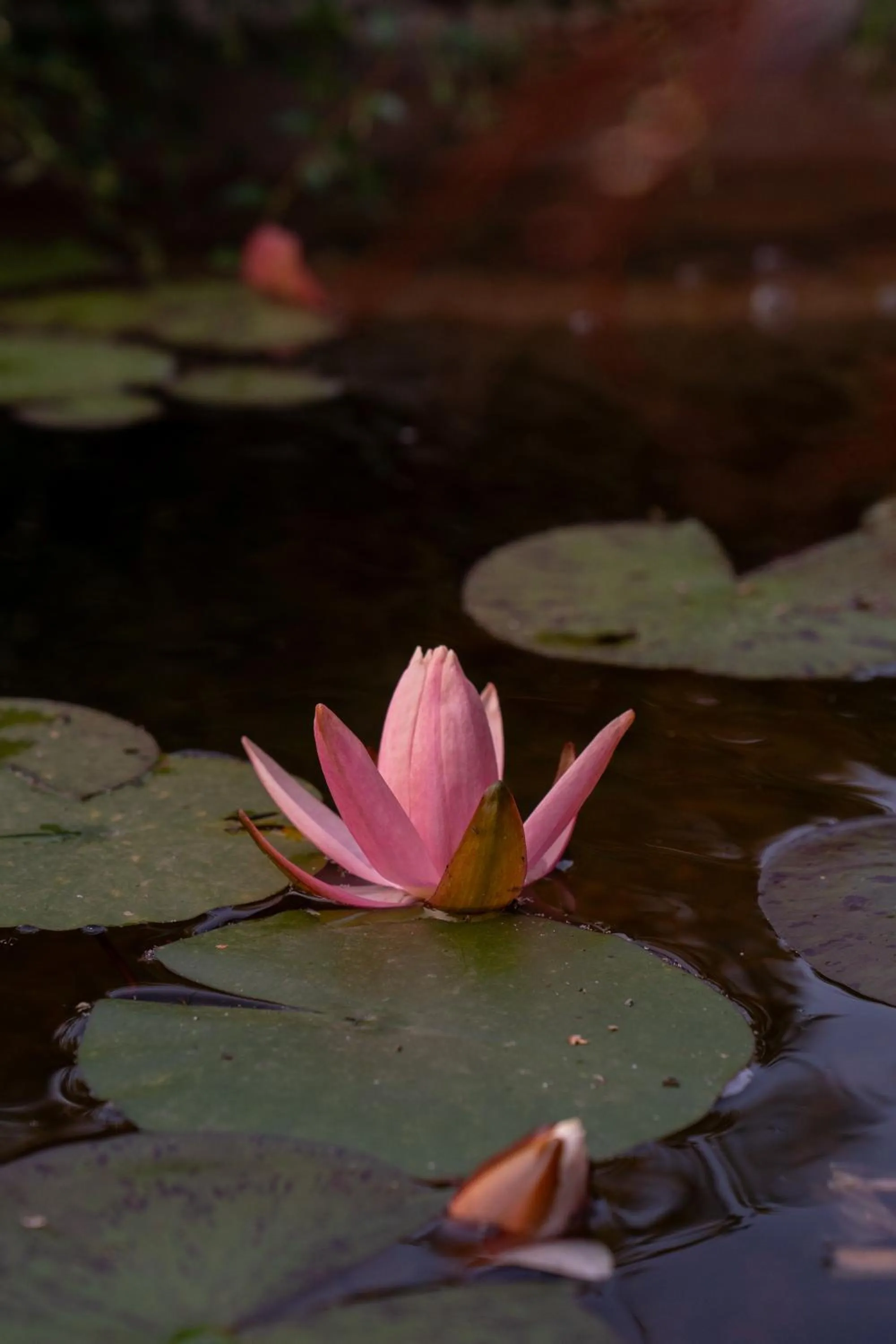 Natural landscape in Negritella Sweet Hotel