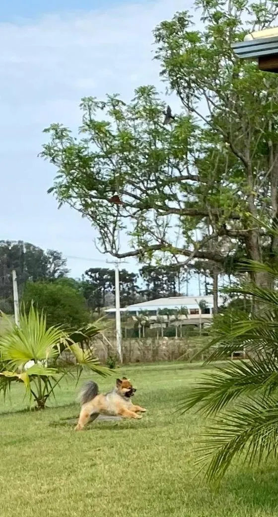 Garden in Hotel Kaeru