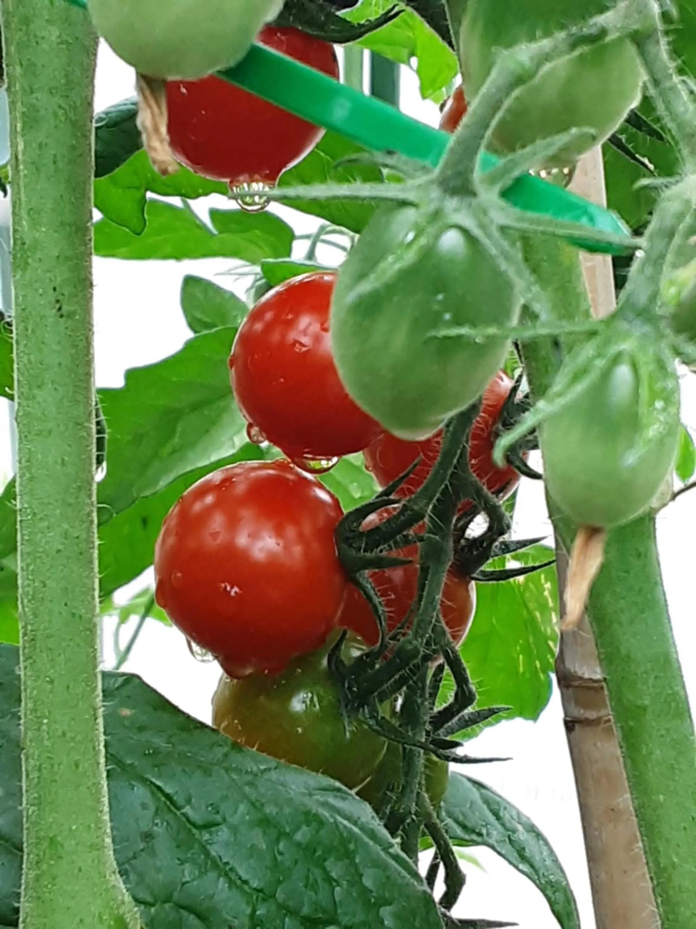 Garden in Hawthorn Lodge