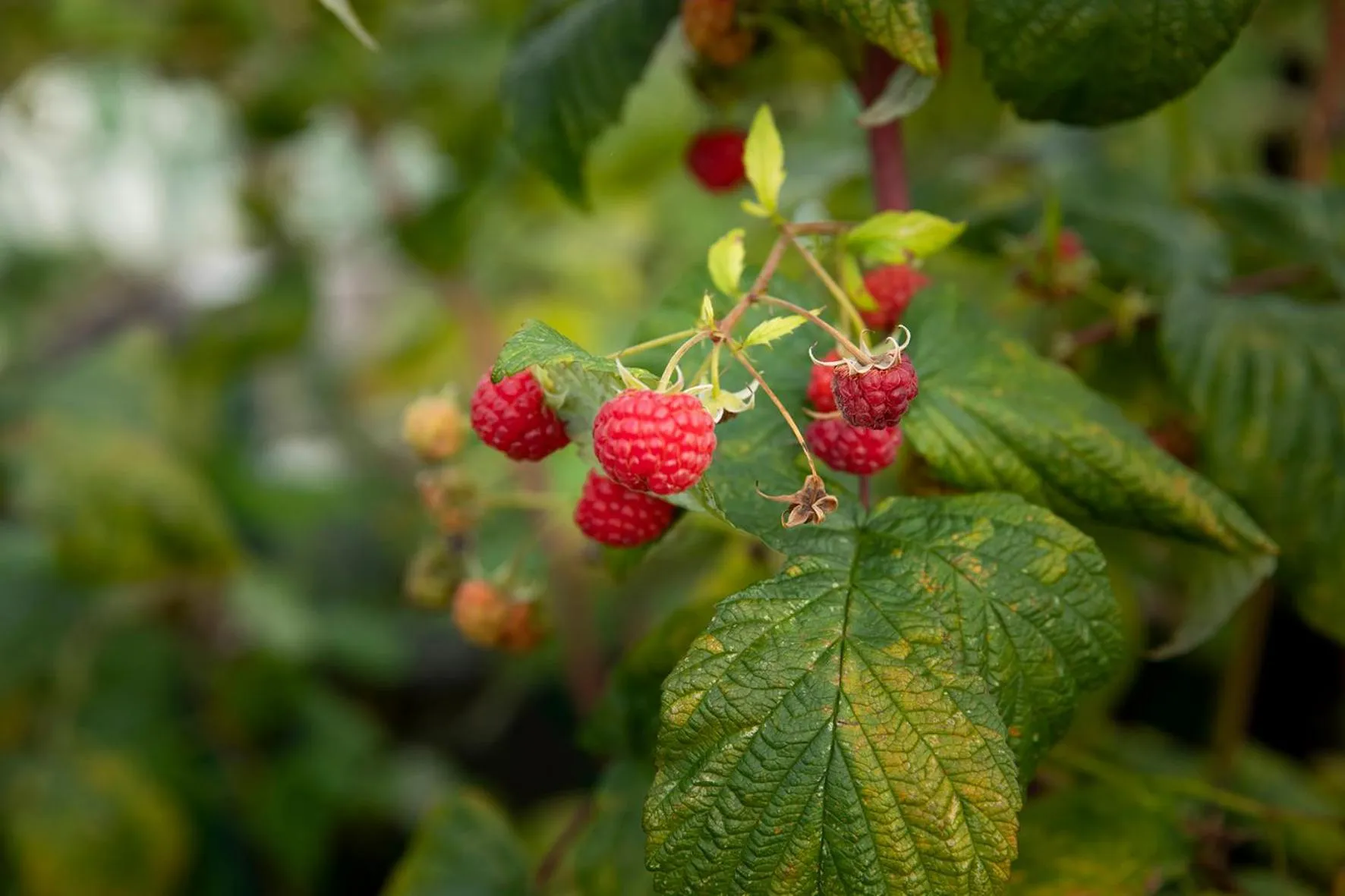 Day in Hawthorn Lodge