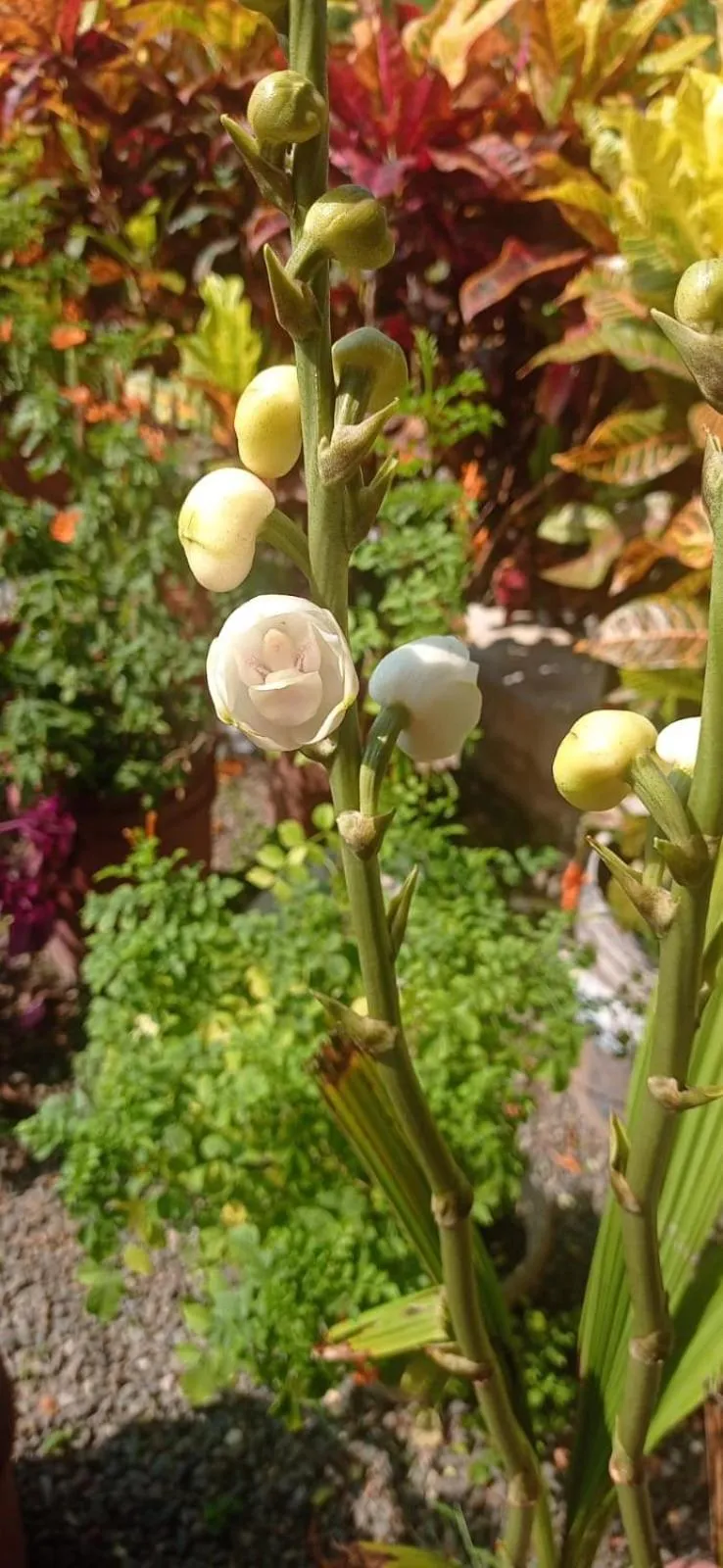 Garden in Indeevaram Residency