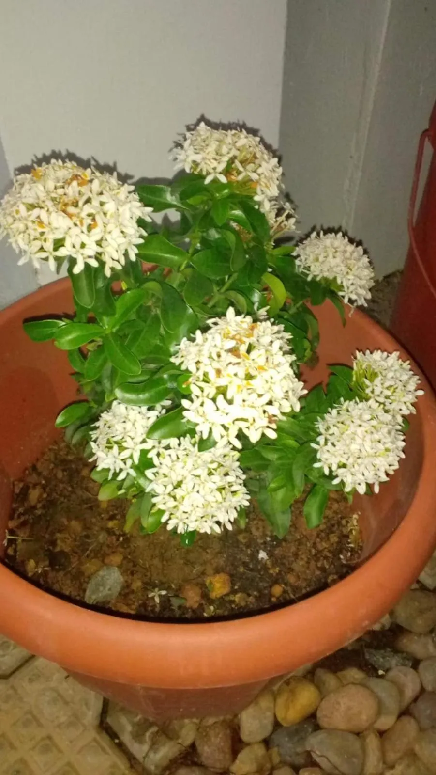 Garden in Indeevaram Residency