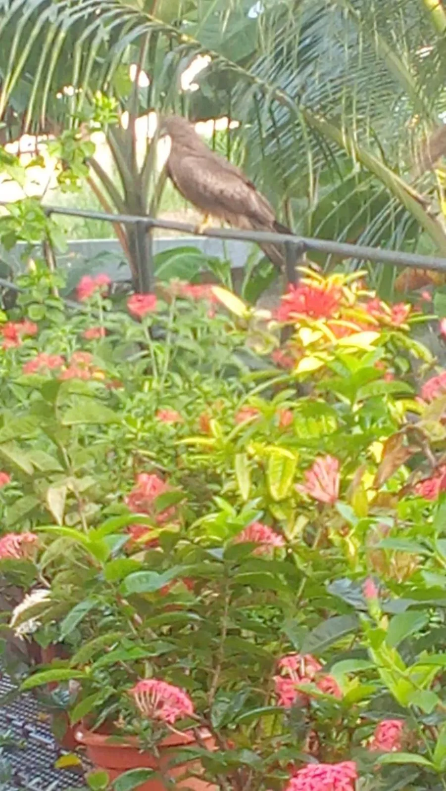 Garden in Indeevaram Residency