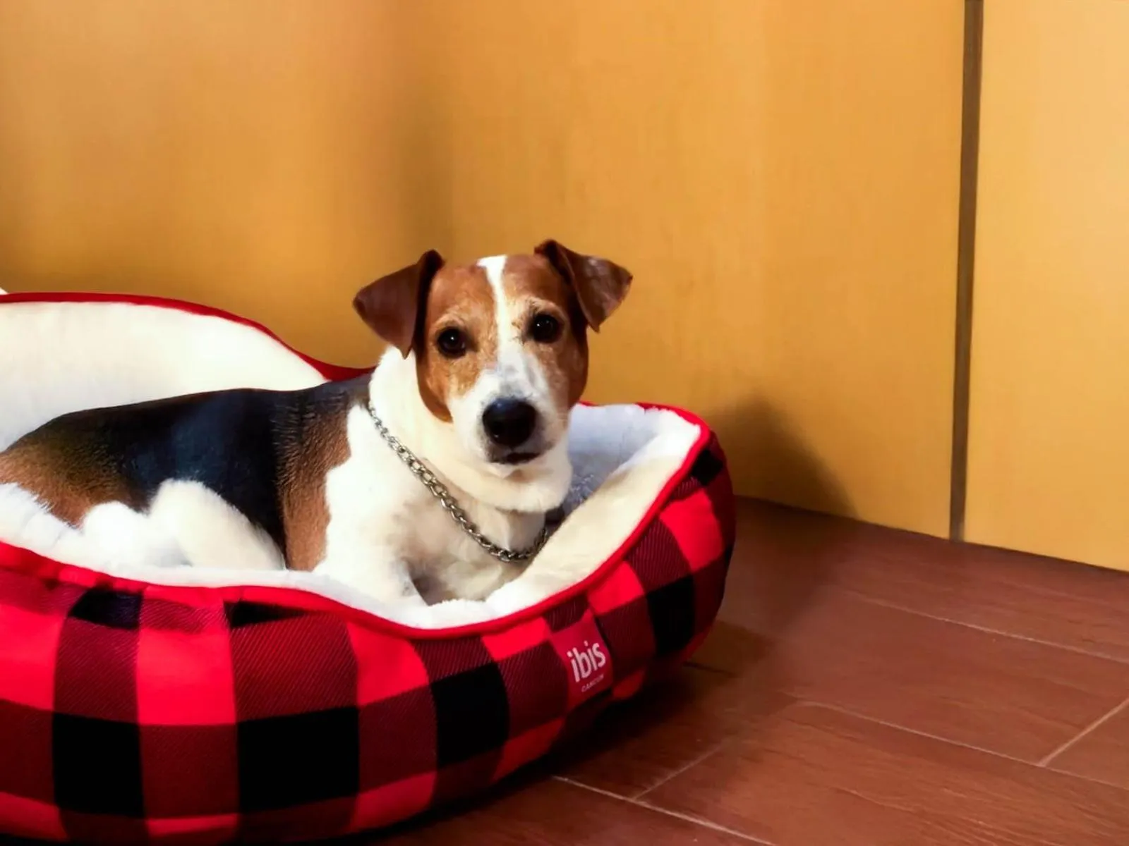 Pets in Ibis Cancun Centro