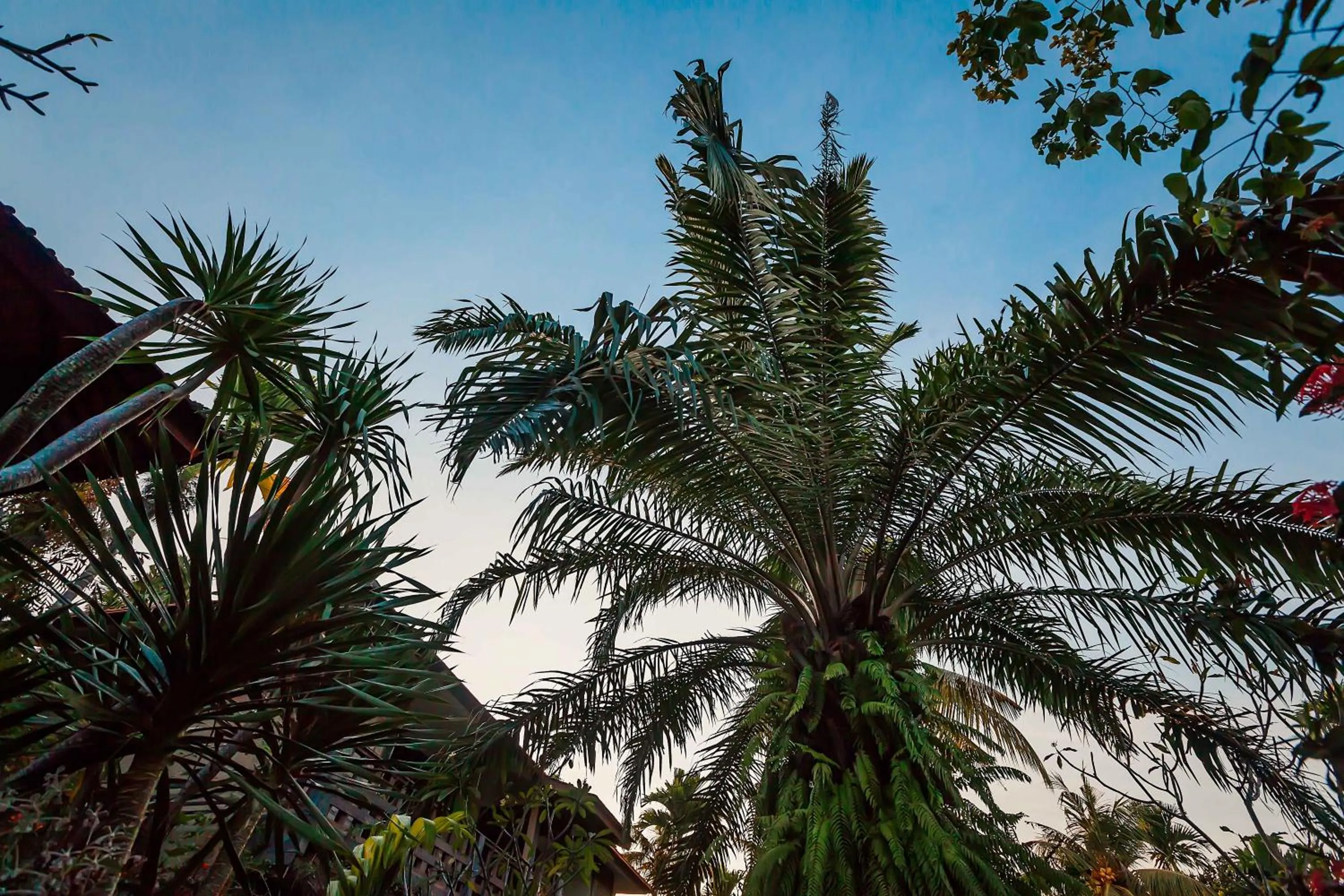 Garden in Ubud Inn Cottage by Prasi