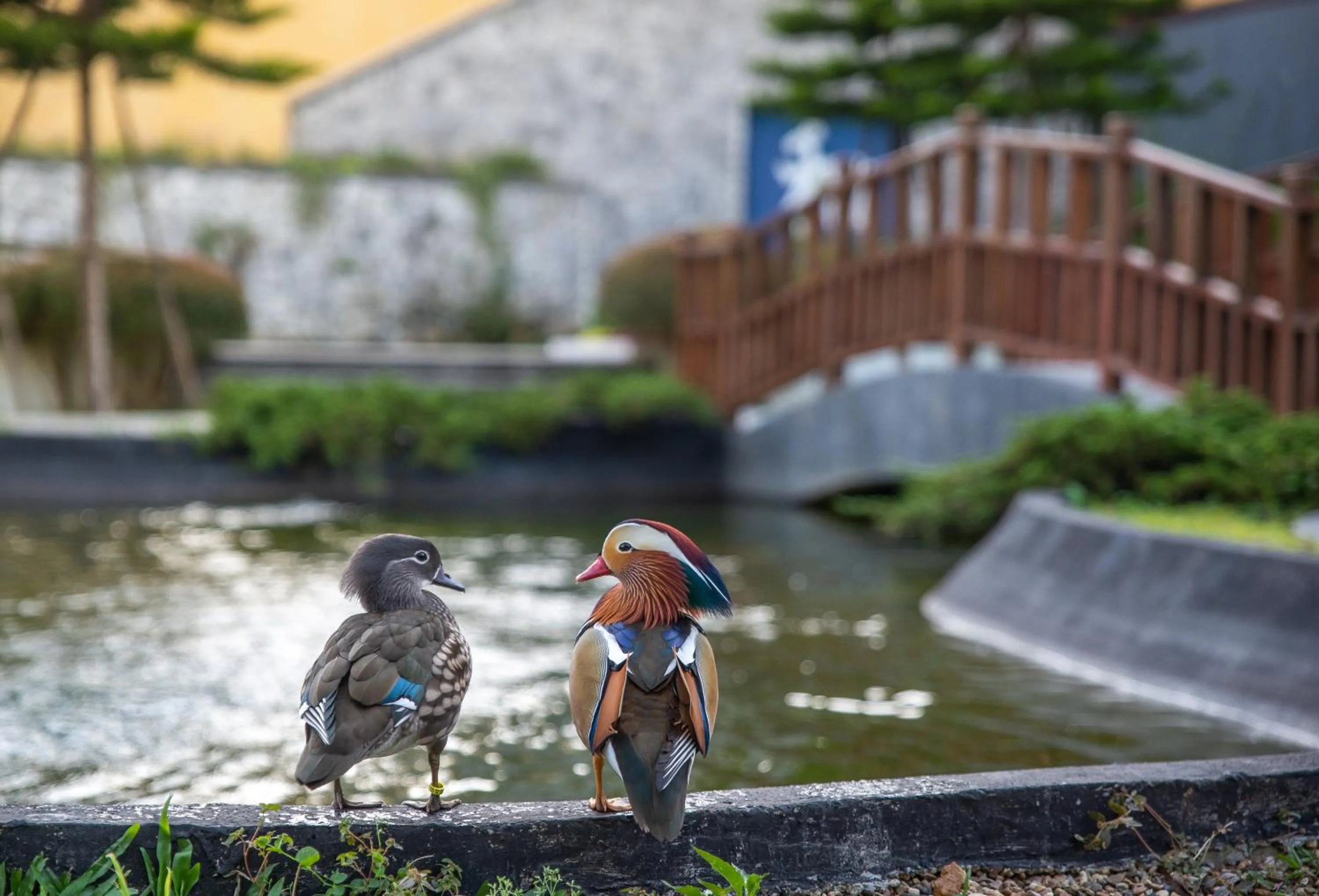 View (from property/room) in Onsen at Moncham