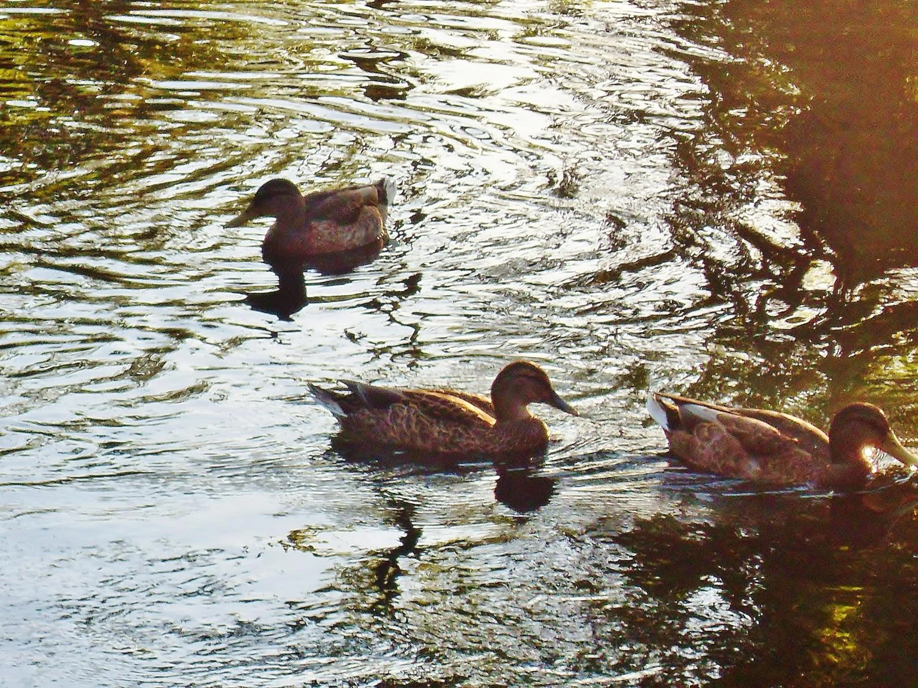 Animals in Willa Cyklada, grill, śniadania, jezioro,przystań,tawerna-200m, park linowy-400m, centrum,aquapark-900m