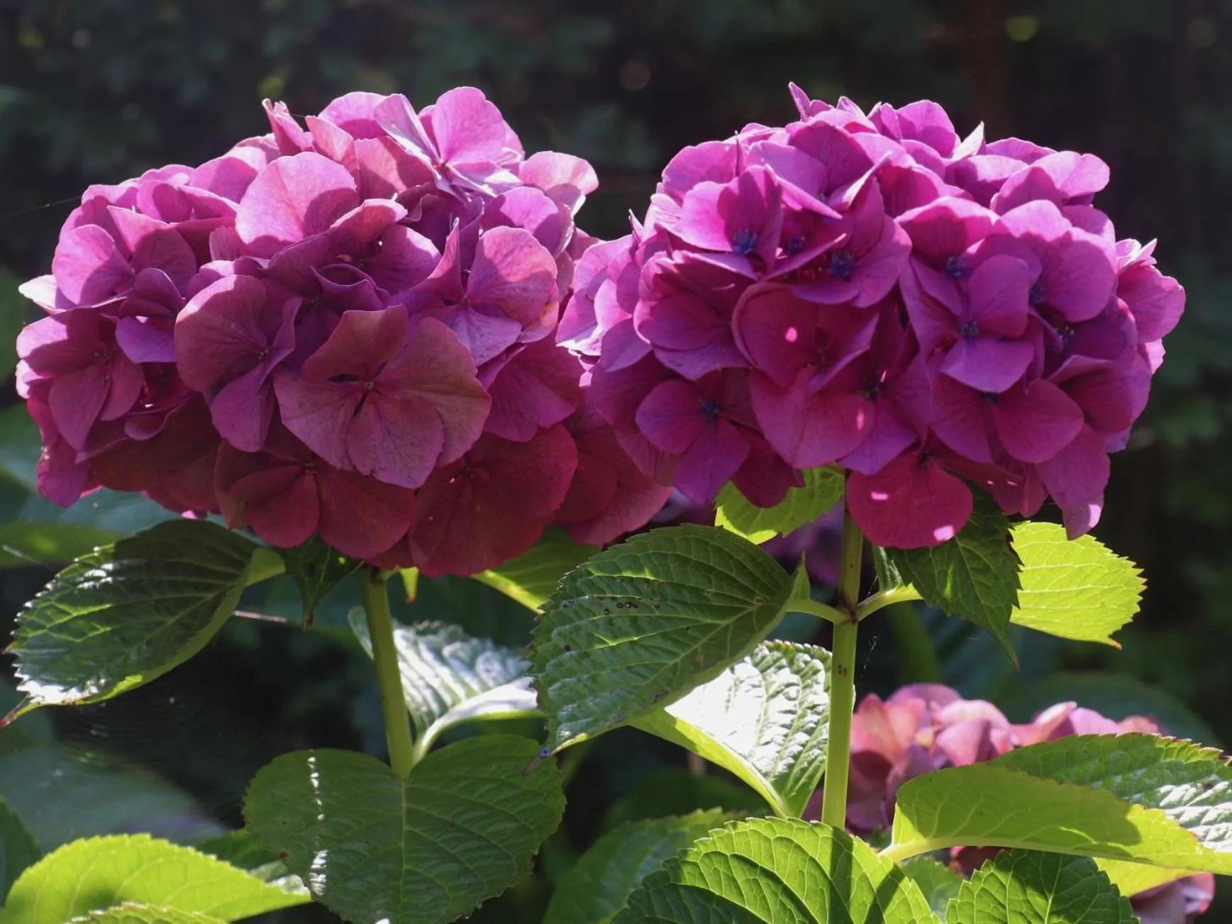 Garden view in B&B In het Voorhuys
