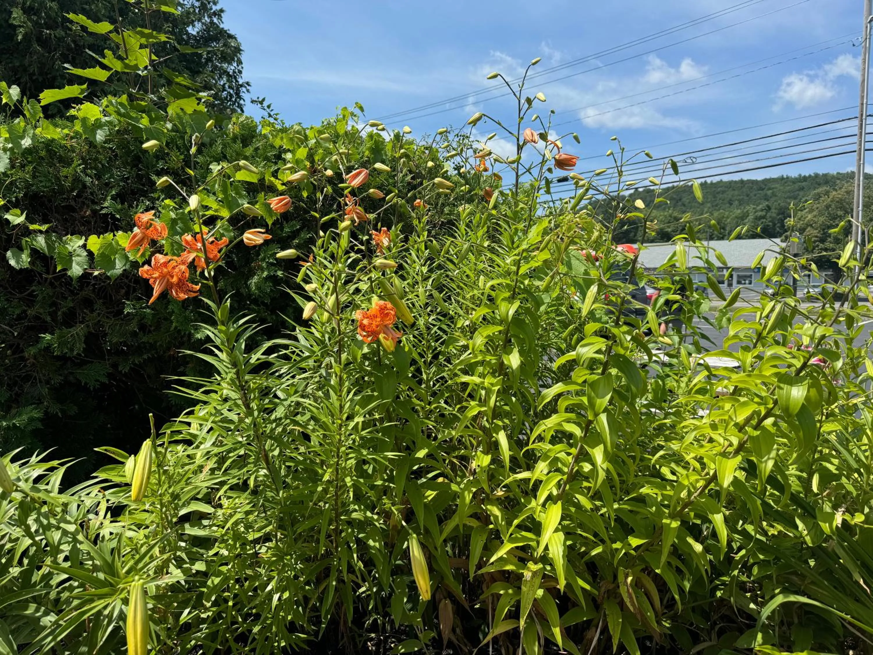 Garden in The Black Mountain Inn