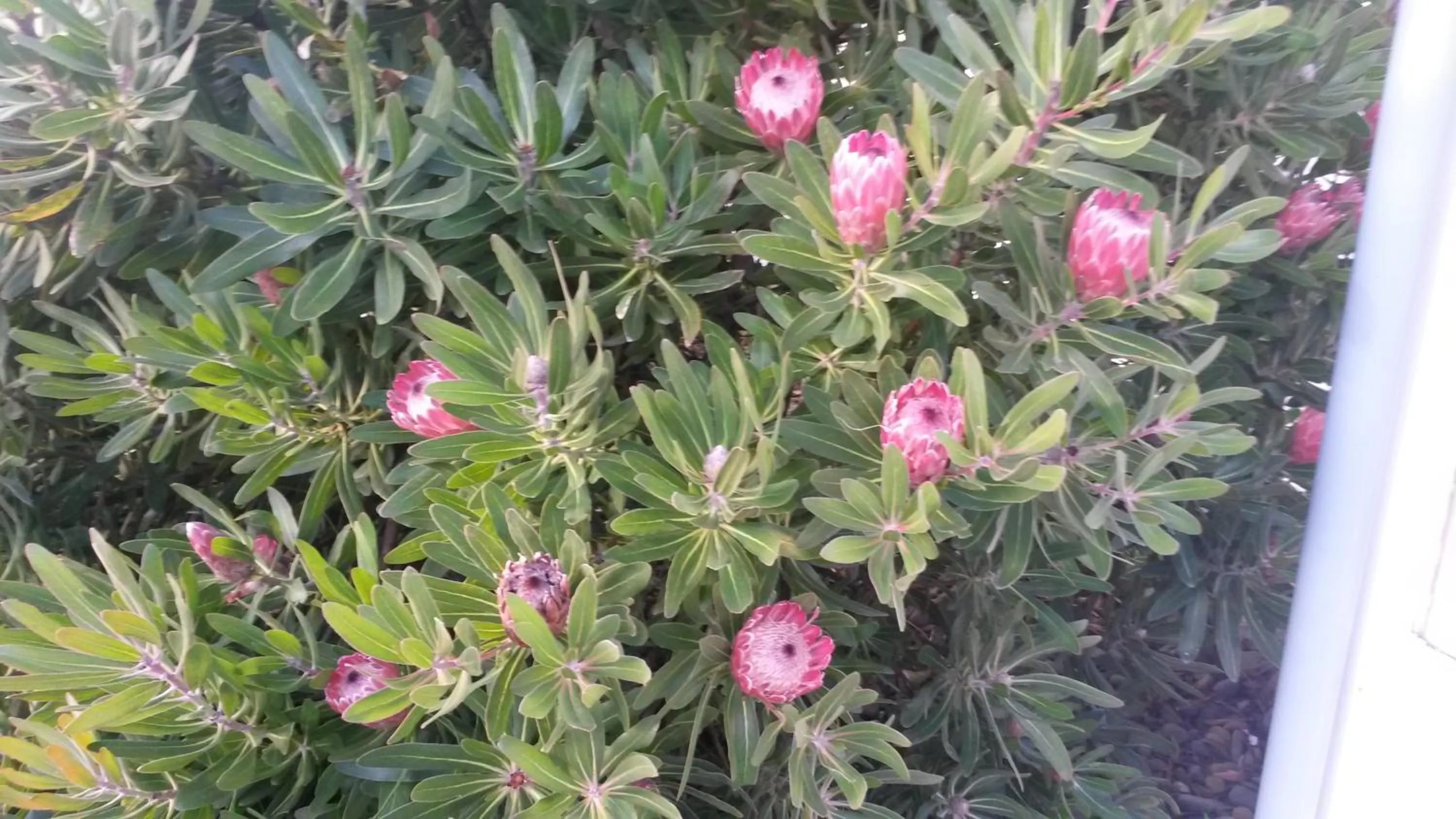 Spring in Wellington 747 Motel