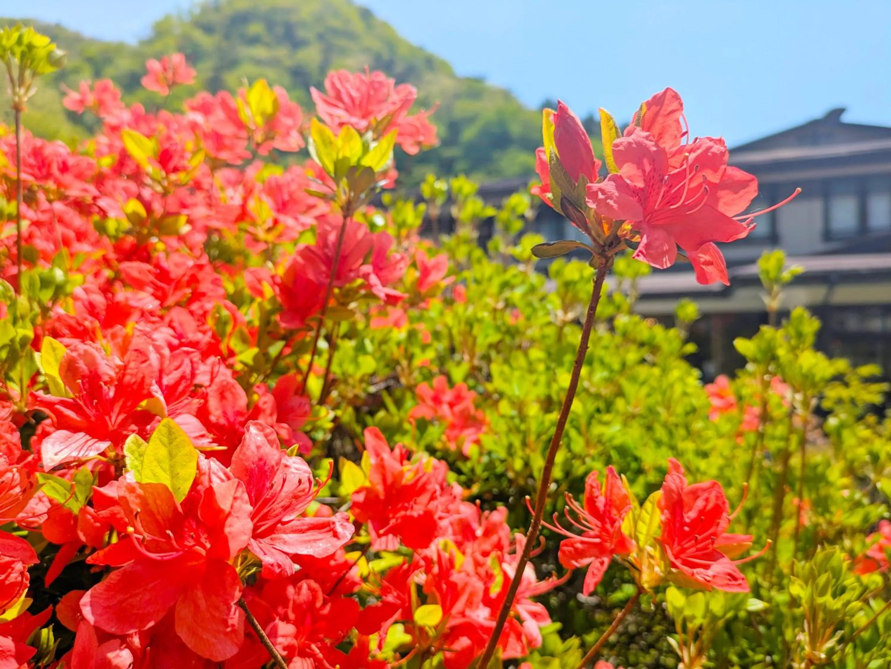Garden in Itoen Hotel Shima