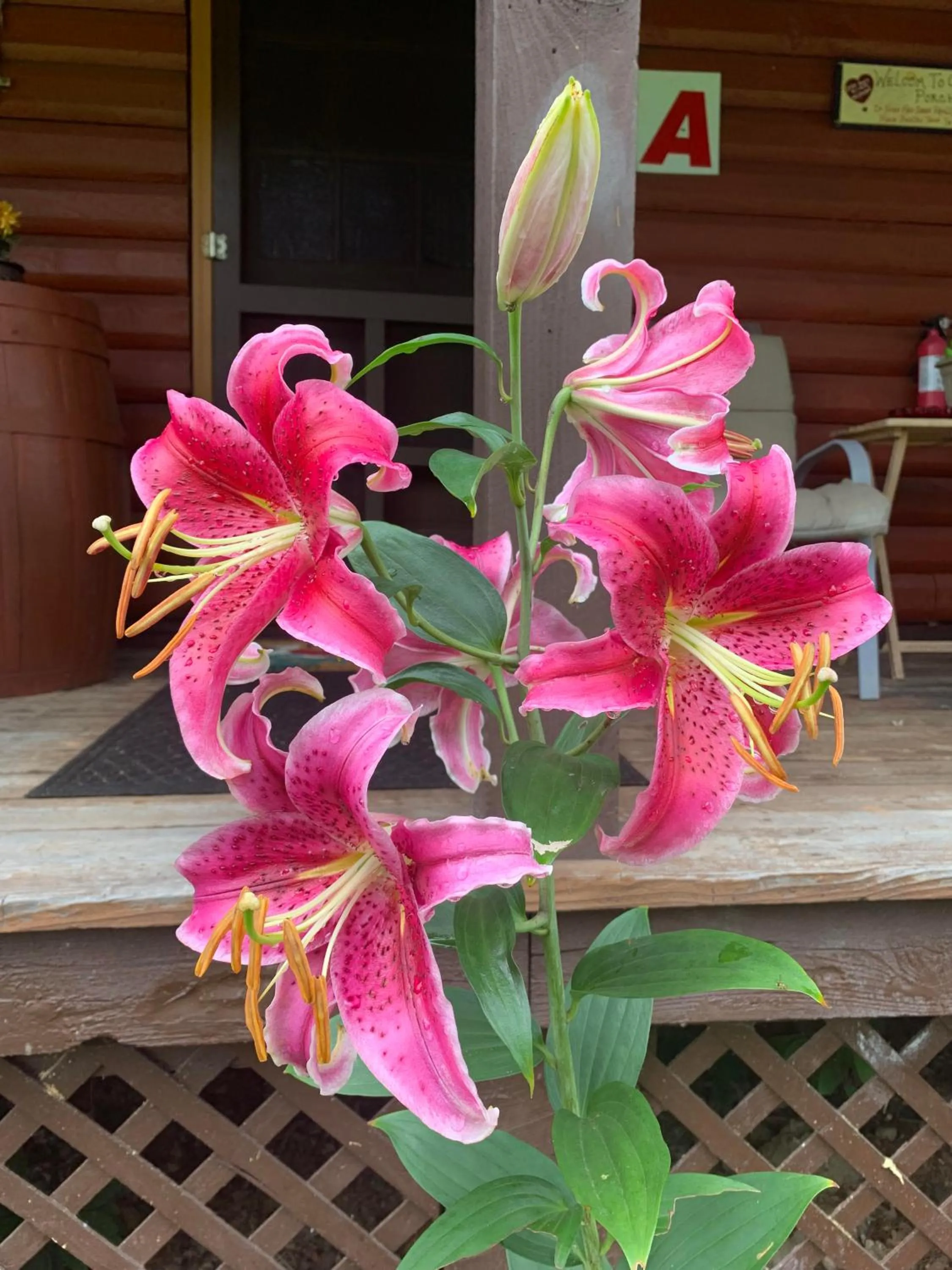 Decorative detail in Log Cabin in the Field