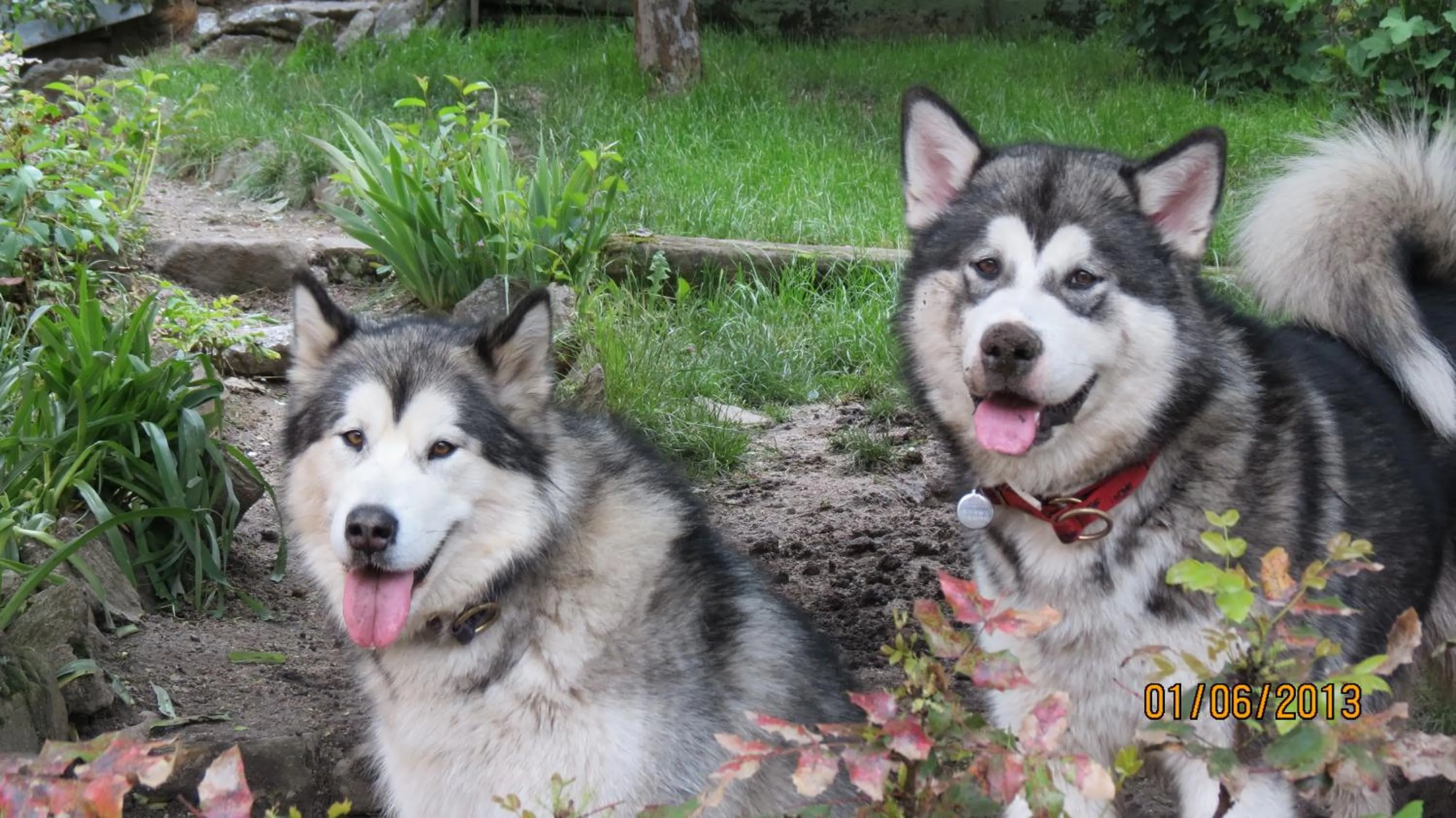 Pets in Hôtel du Haut Koenigsbourg- entre vignes et château