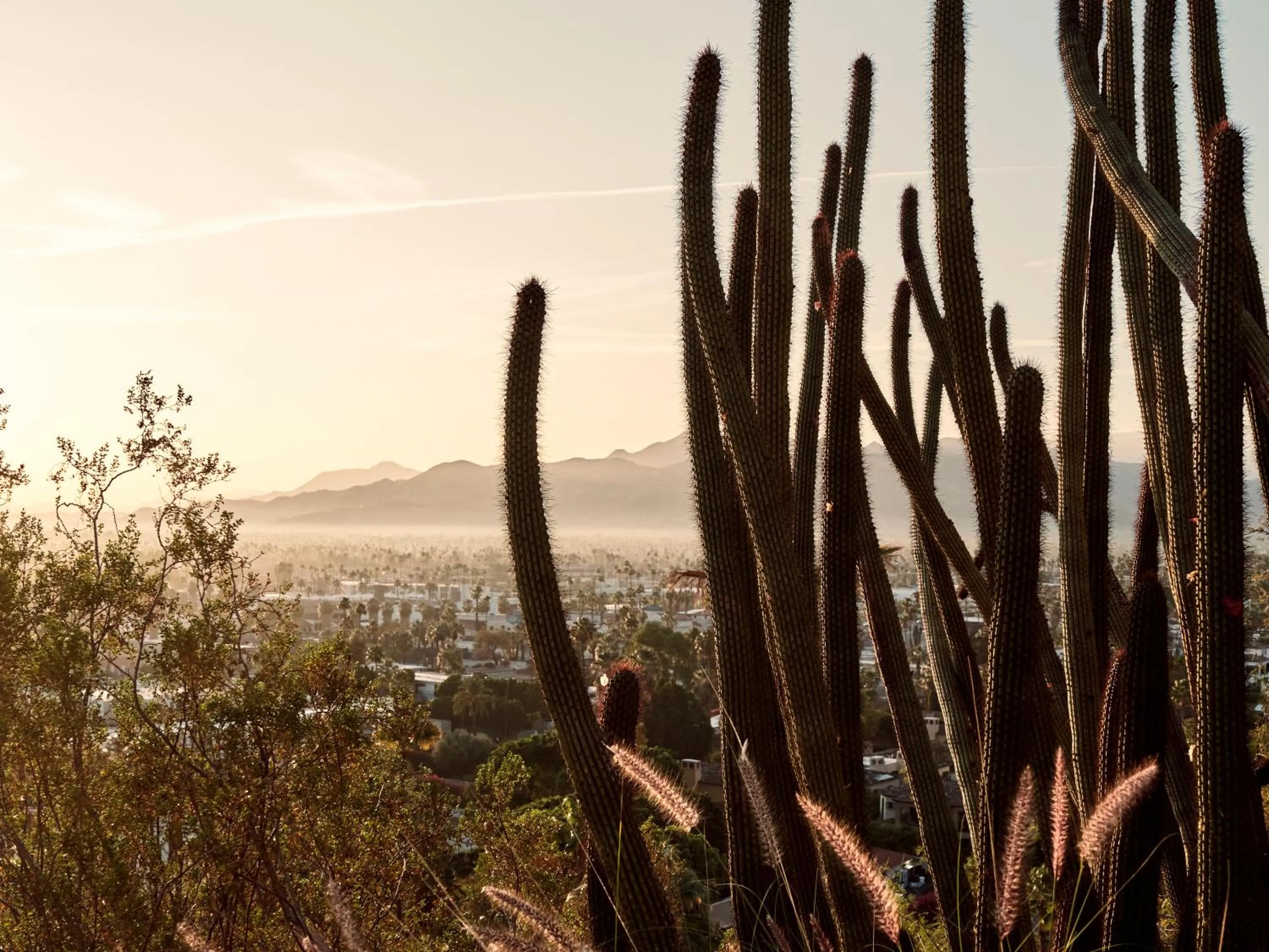 The Willows Palm Springs
