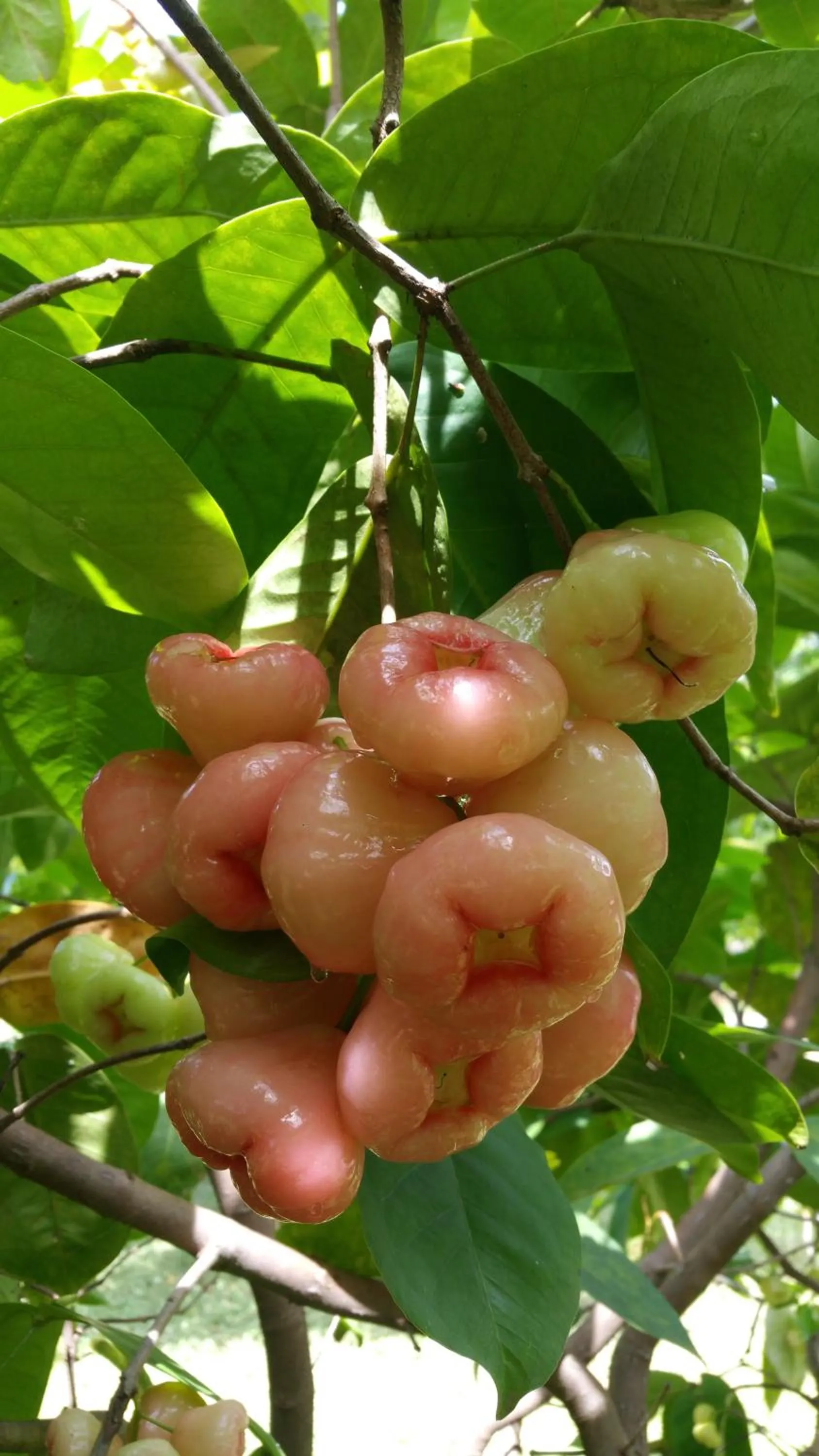 Garden in Rivonway Hotel Polonnaruwa