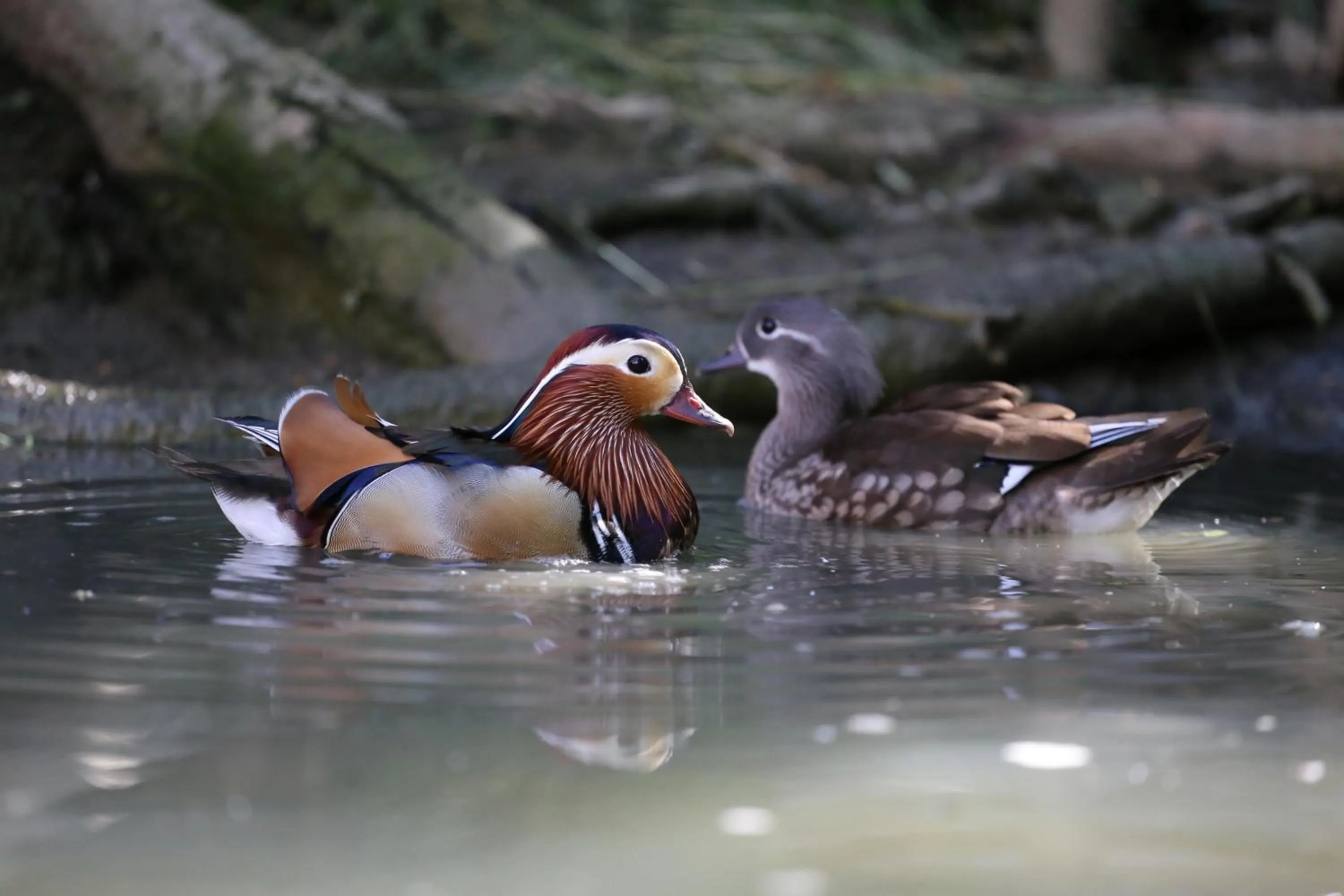 Garden in Hotel Cumpatu
