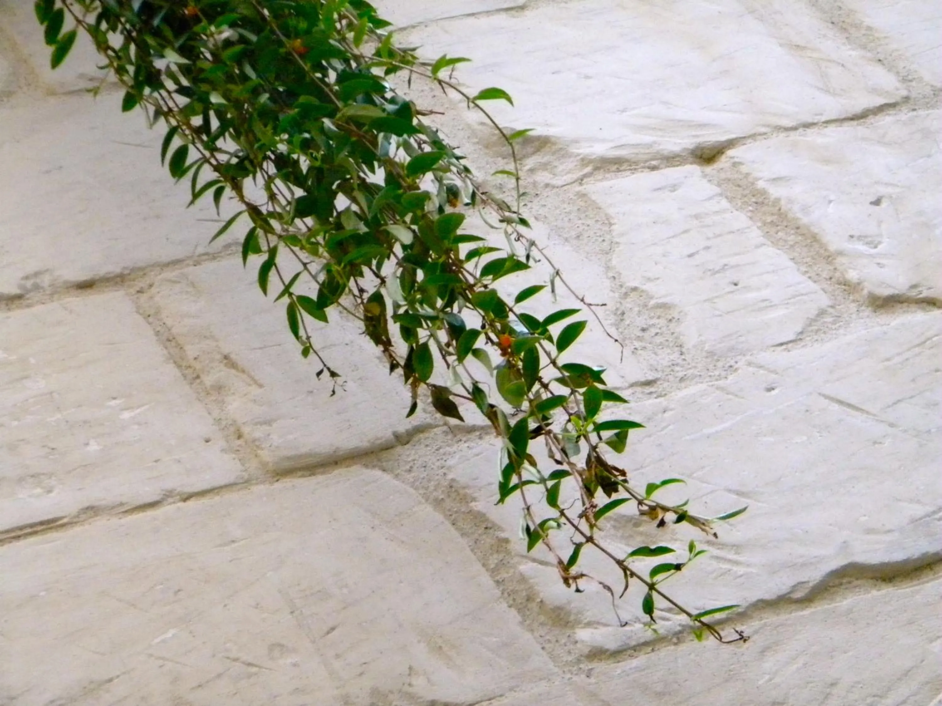 Other in Alvino Suite And Breakfast