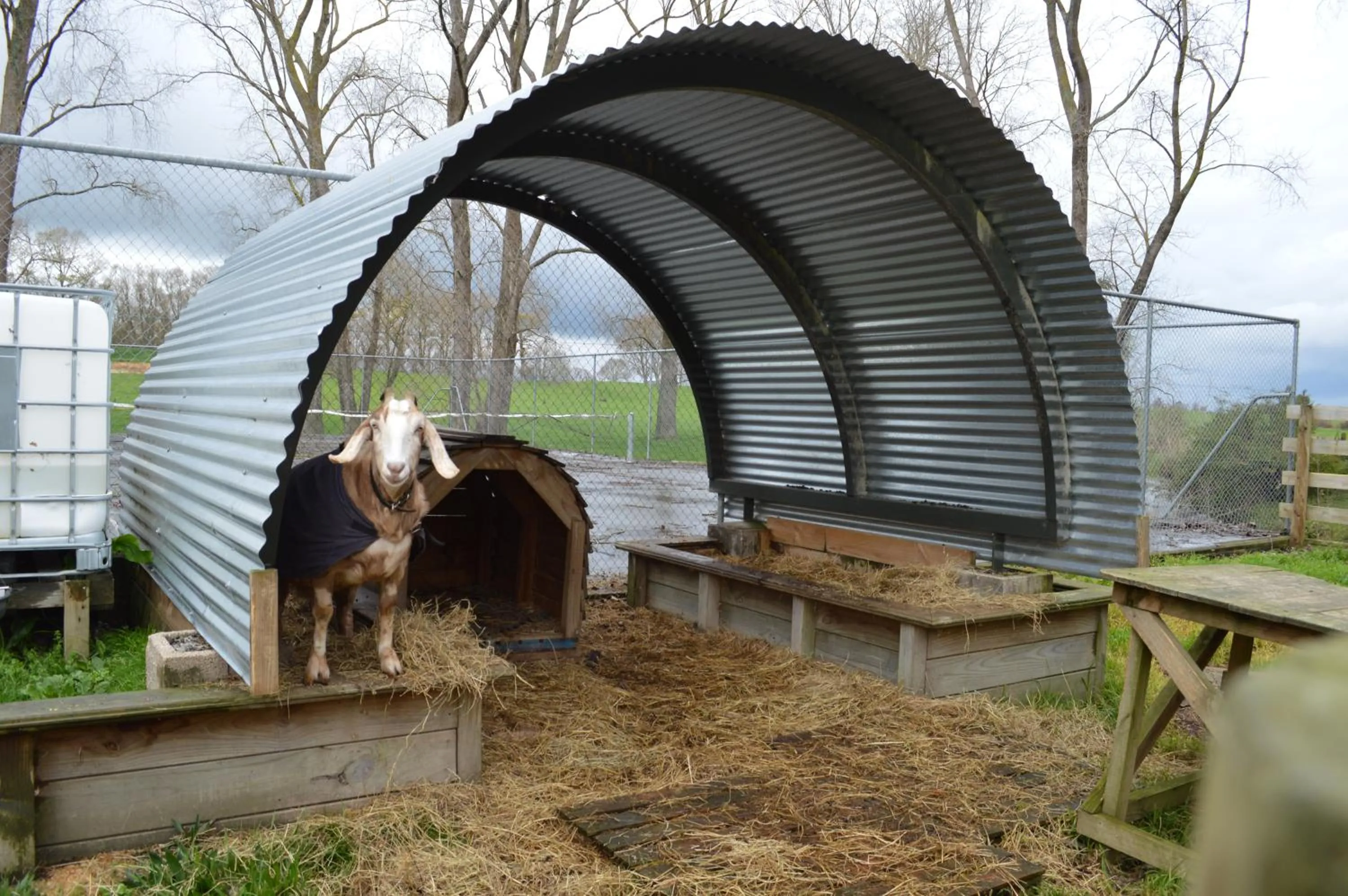 Animals in Poplar Creek