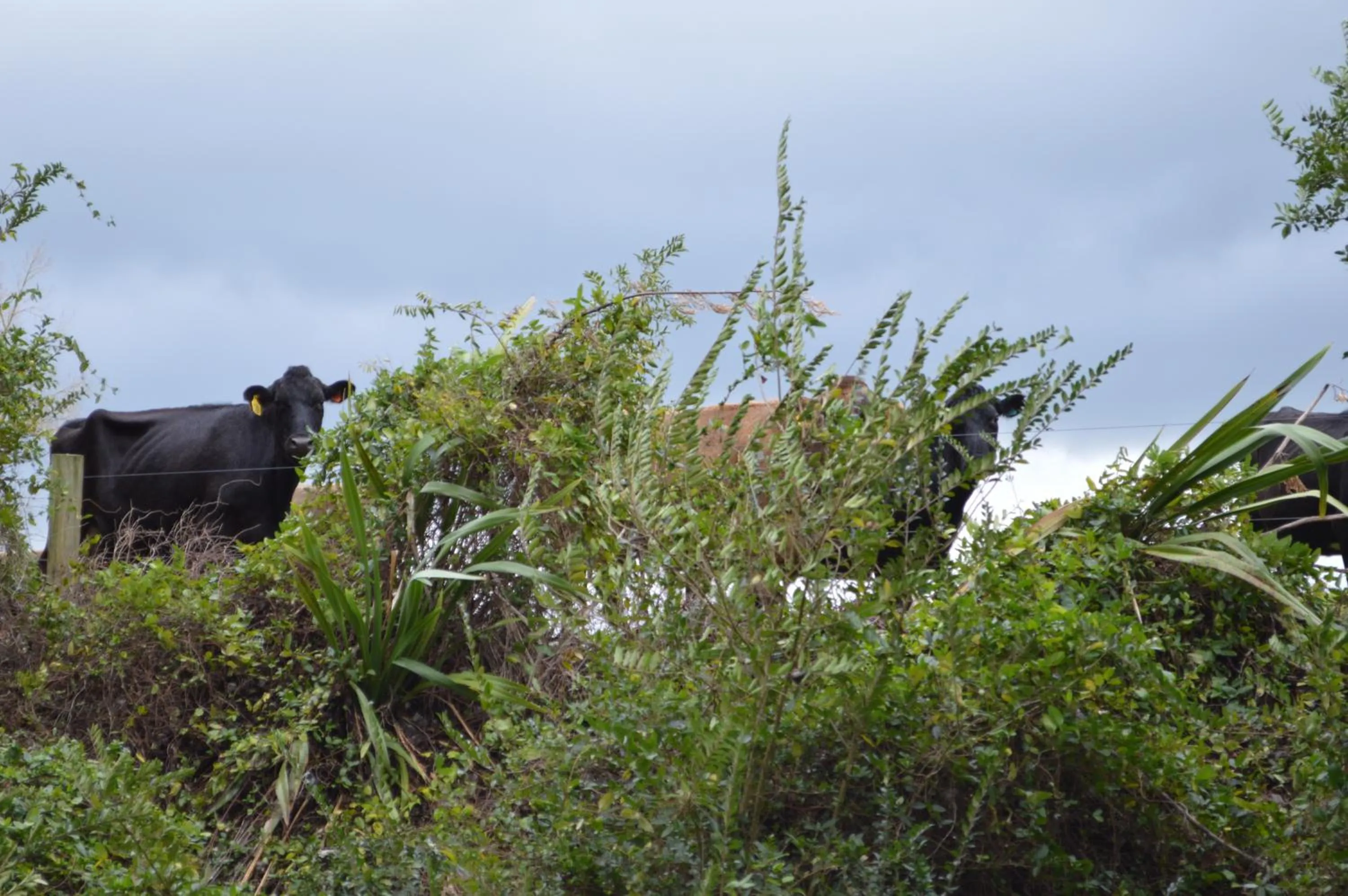Property building in Poplar Creek