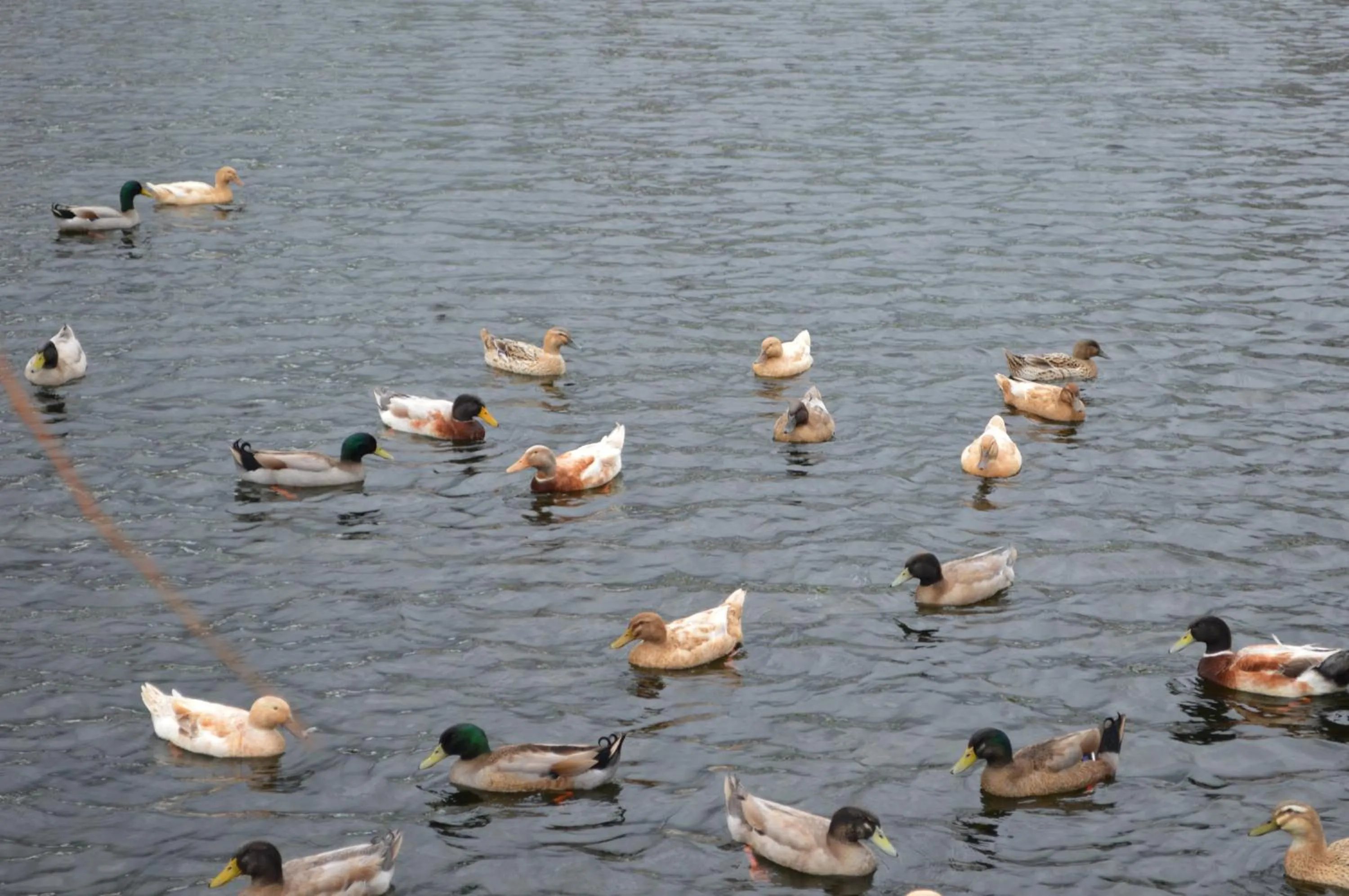 Animals in Poplar Creek