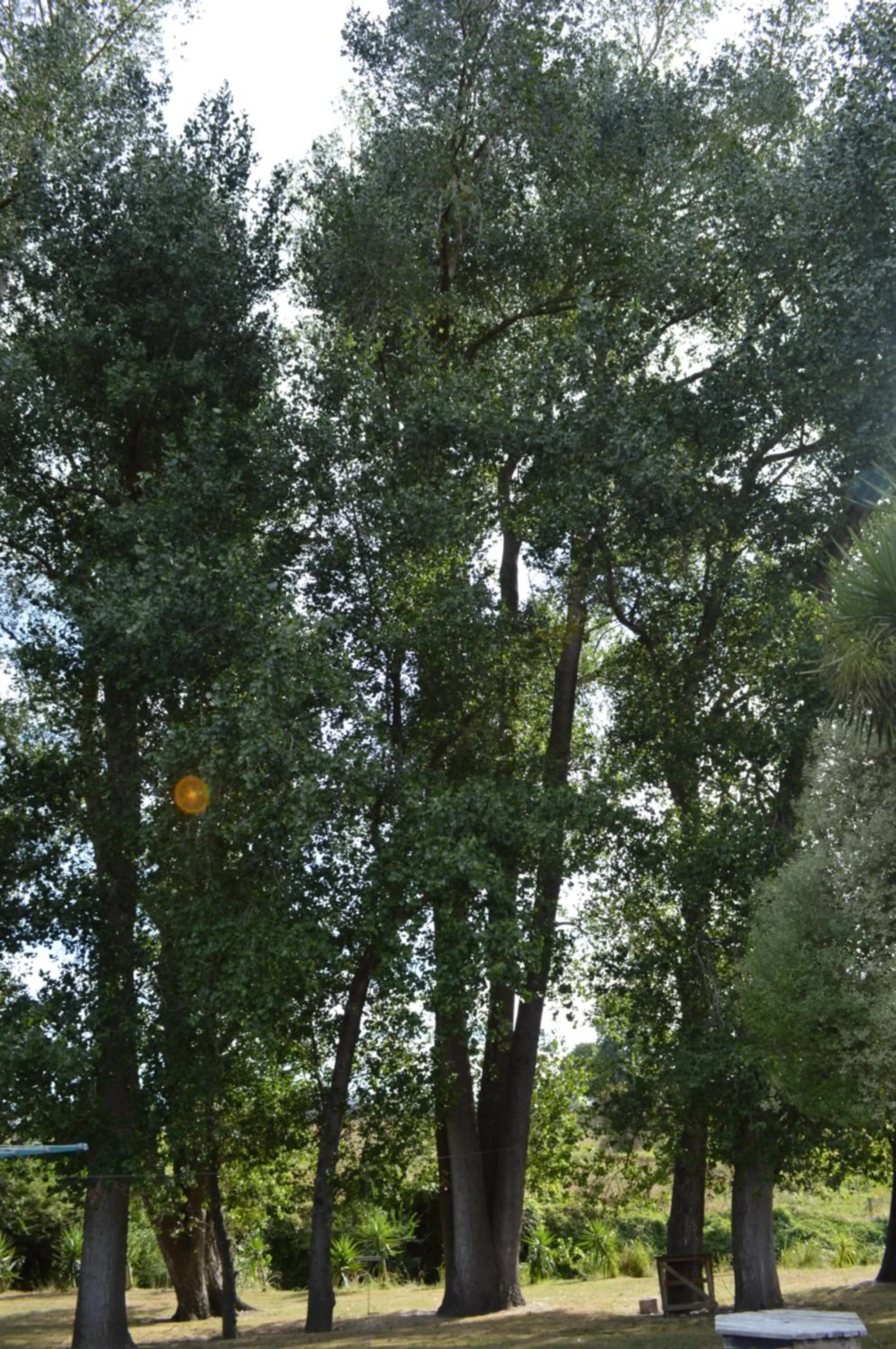 Natural landscape in Poplar Creek