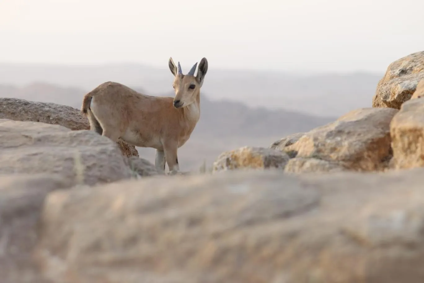 Day in IBEX unique Desert Inn
