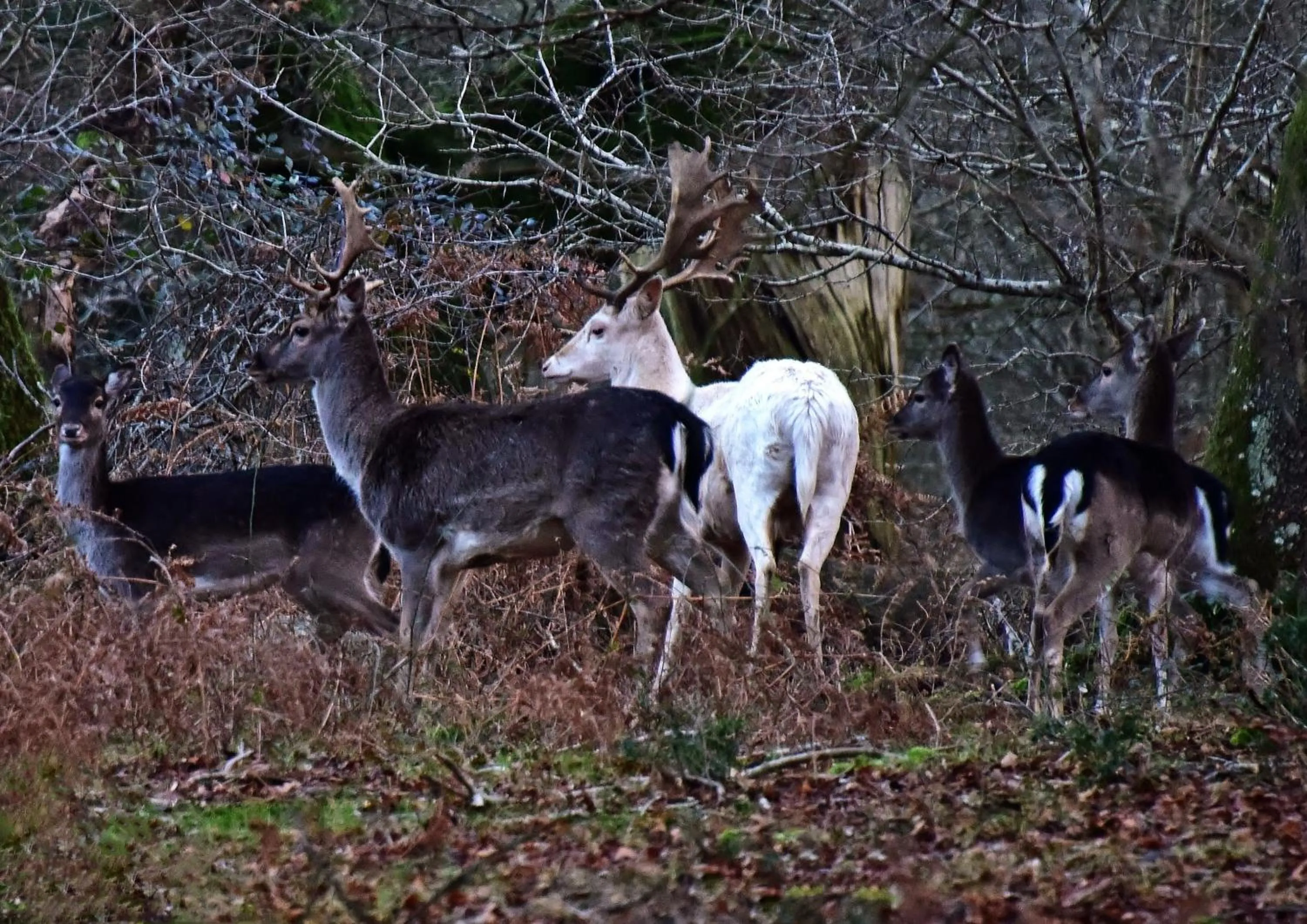 Animals in Rosedale Bed and Breakfast