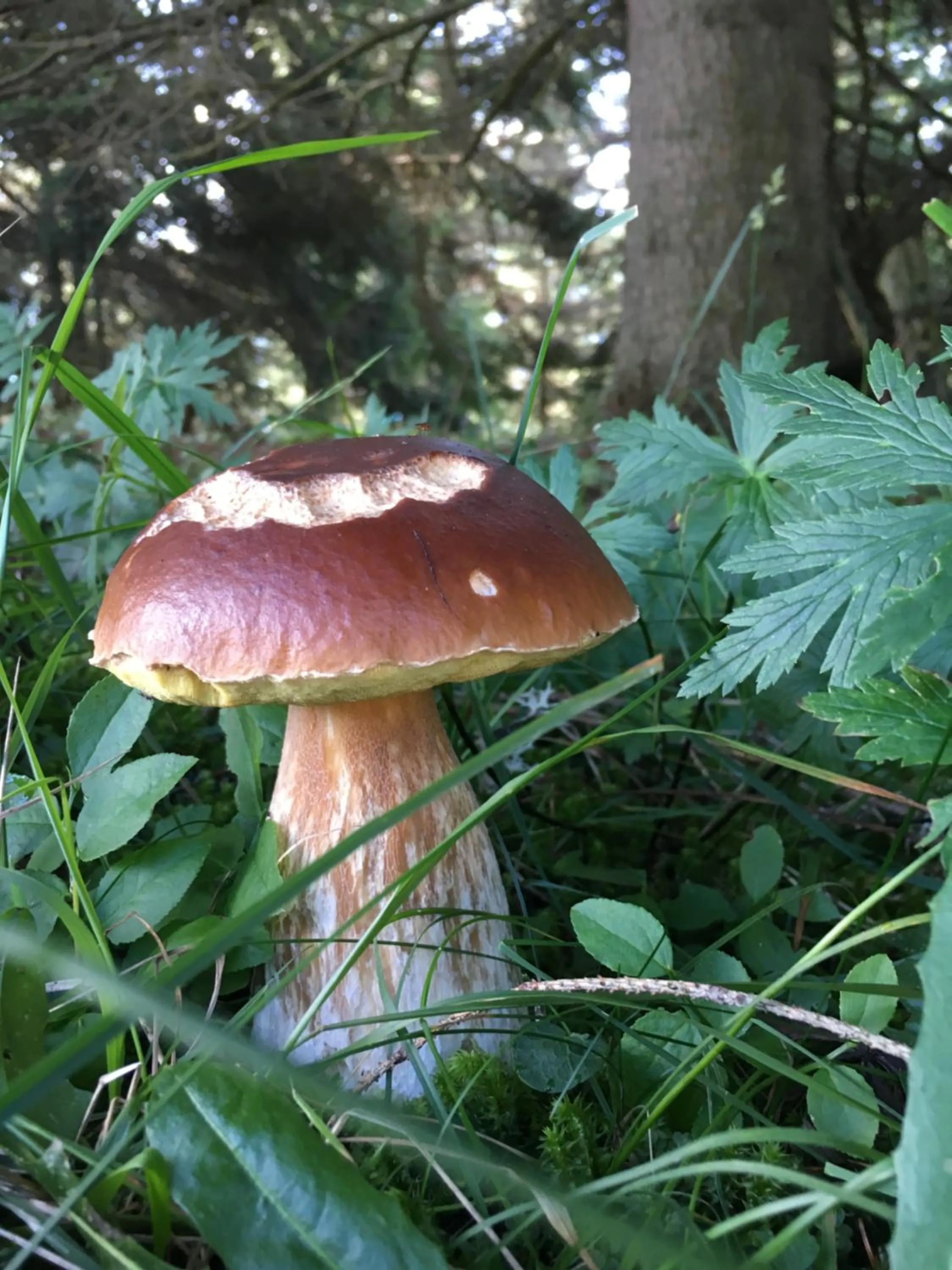 Sports in Garni Enrosadira