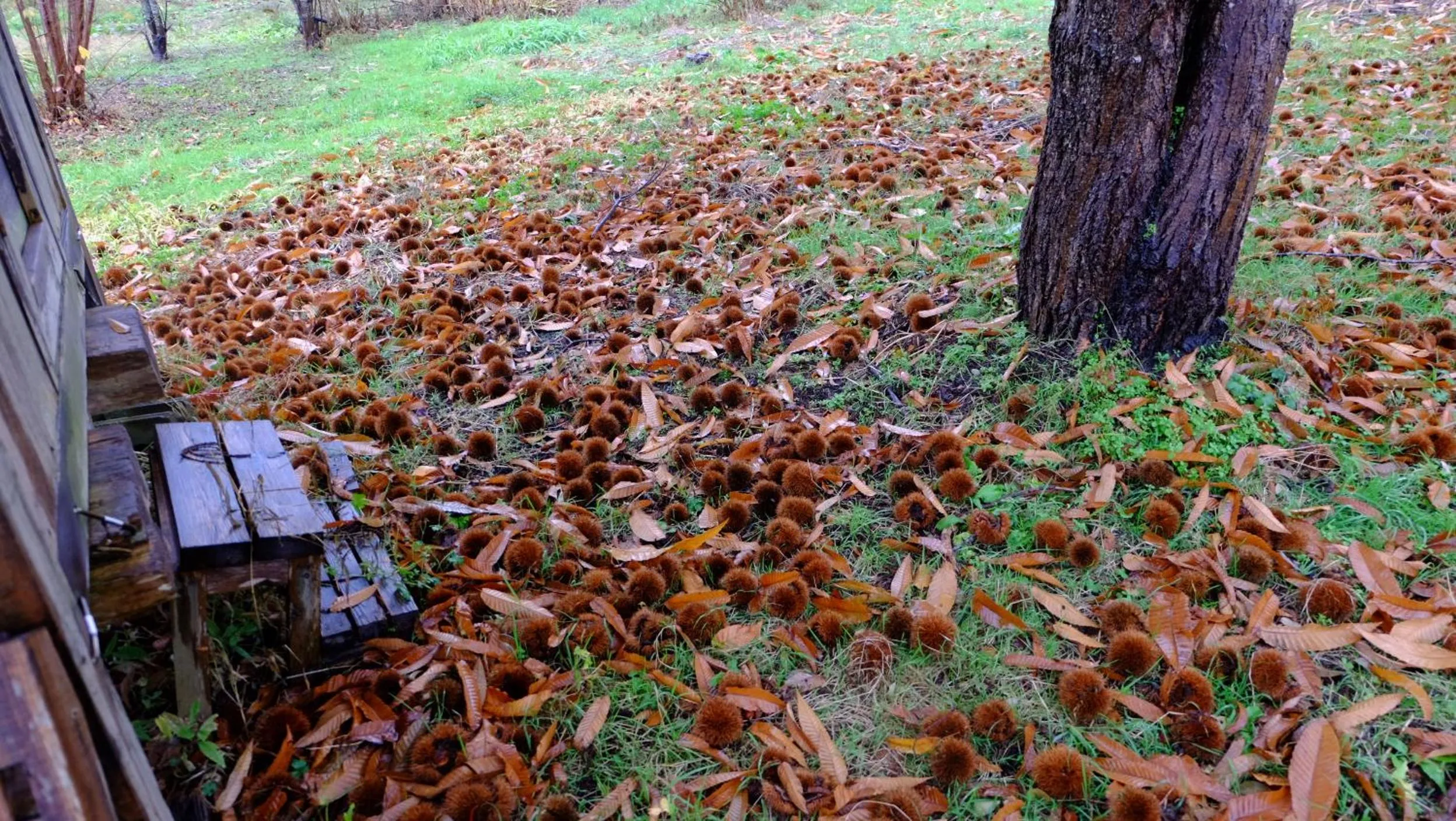 Hoshino Oka in Owani