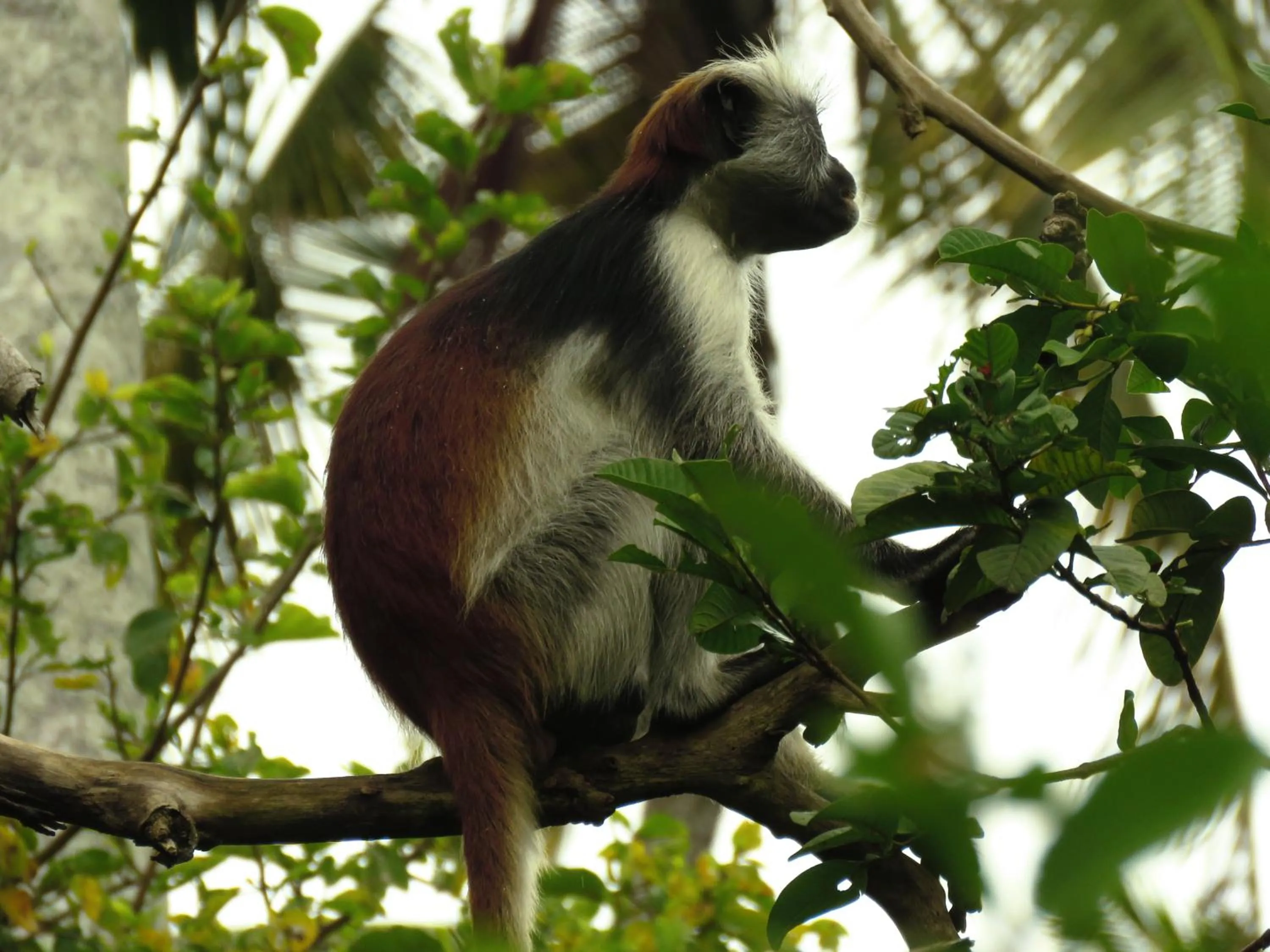 Garden in Kivulini Lodge and Restaurant