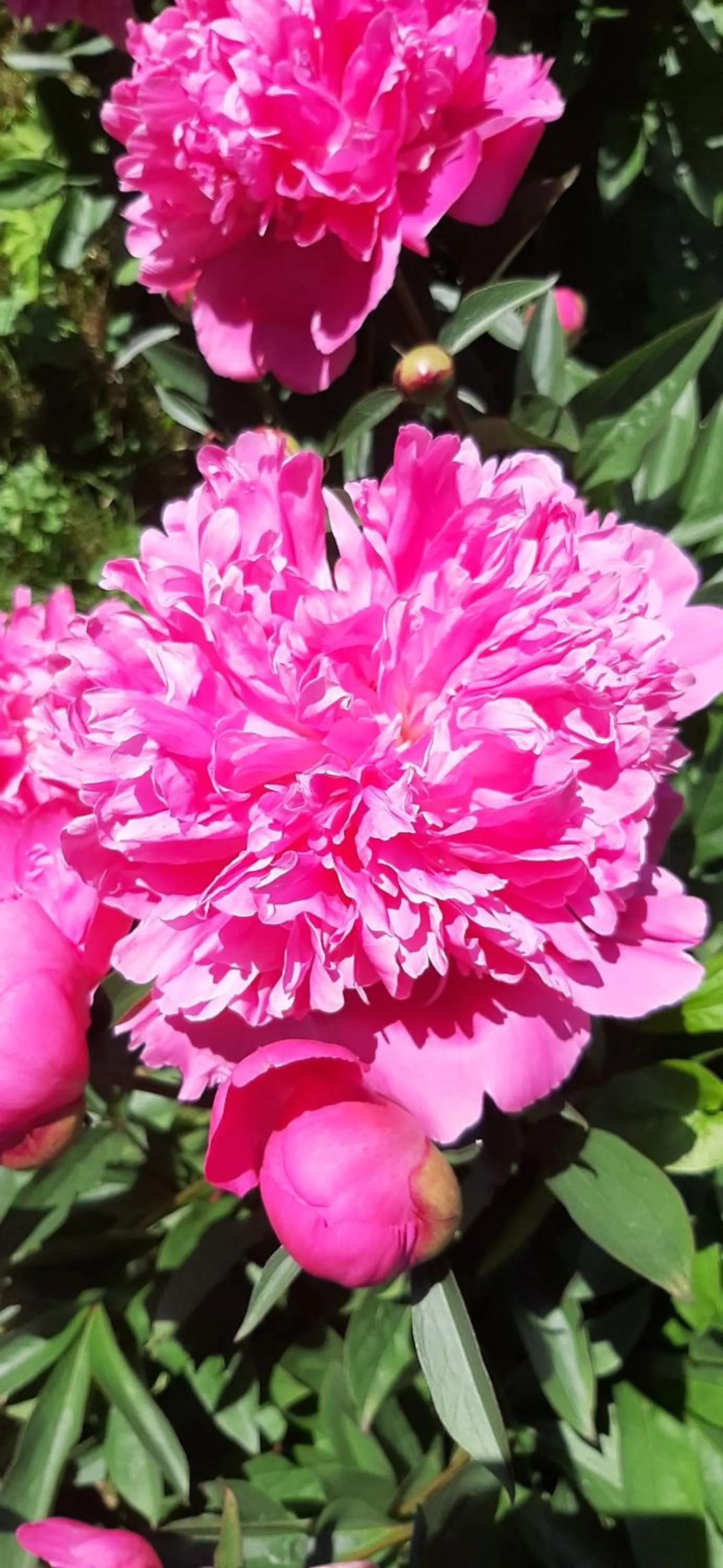 Hostel Mamas & Papas