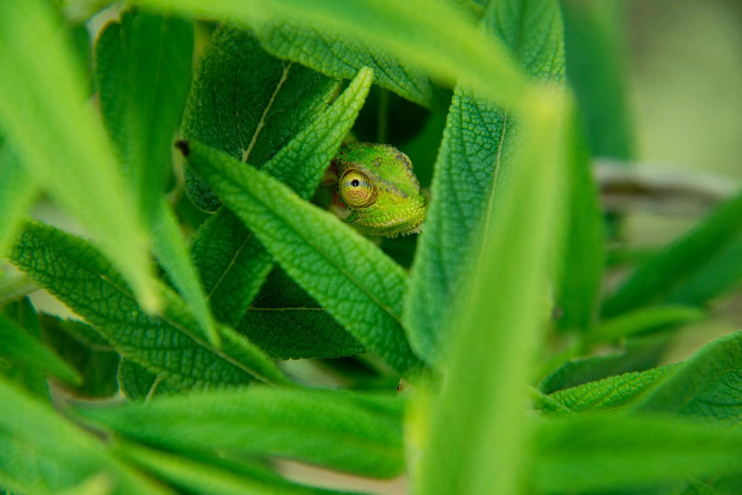 Garden in Last Word Constantia