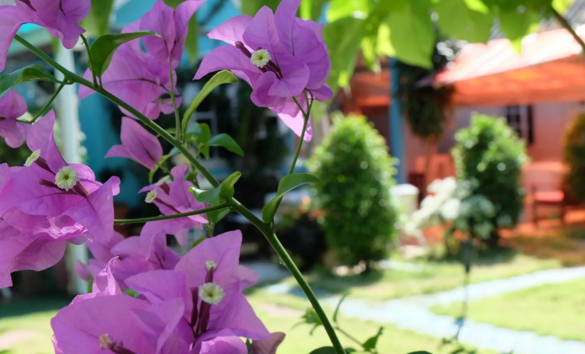 Garden in Blue Paradise Residence