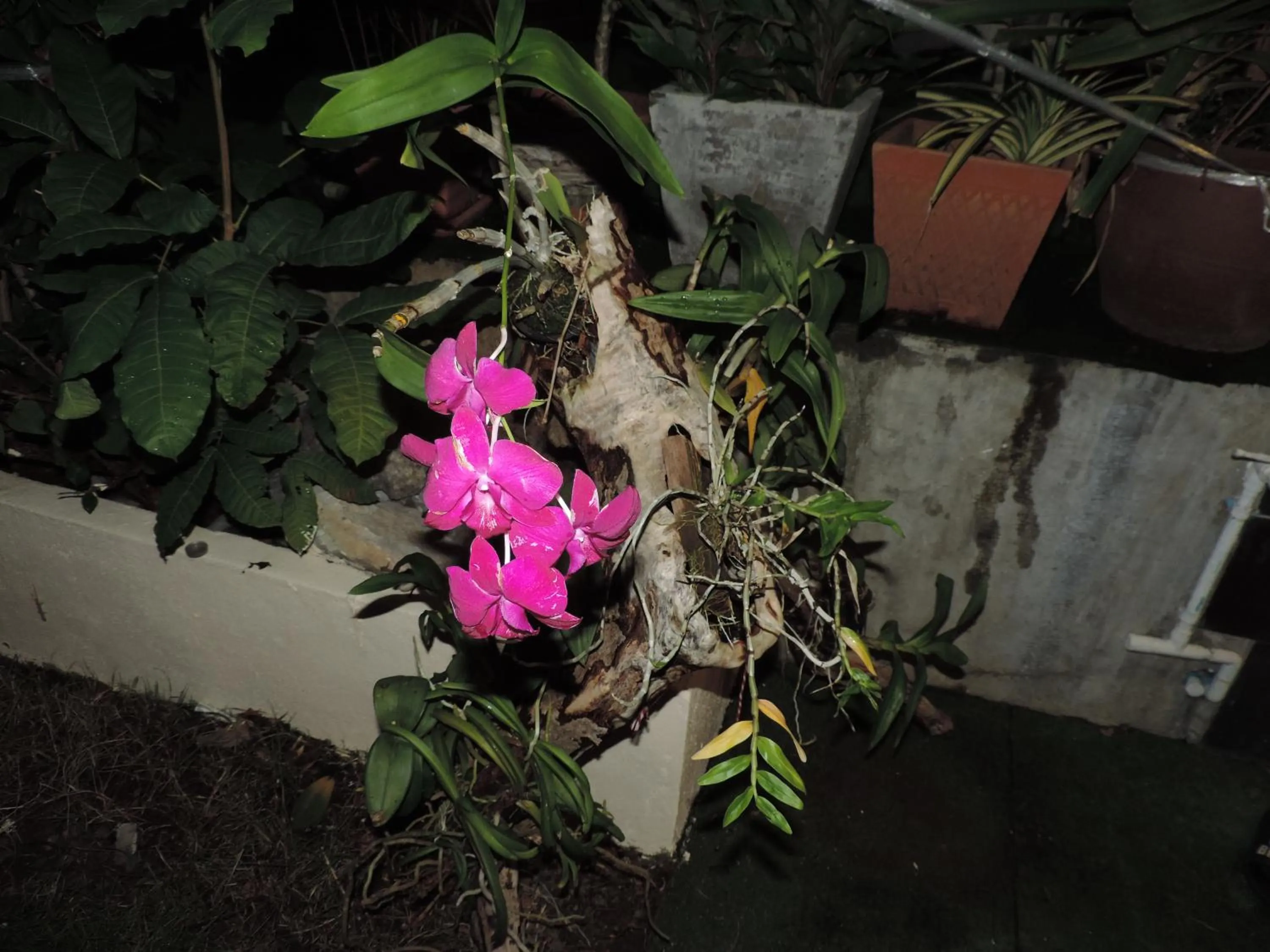 Garden in Blue Paradise Residence