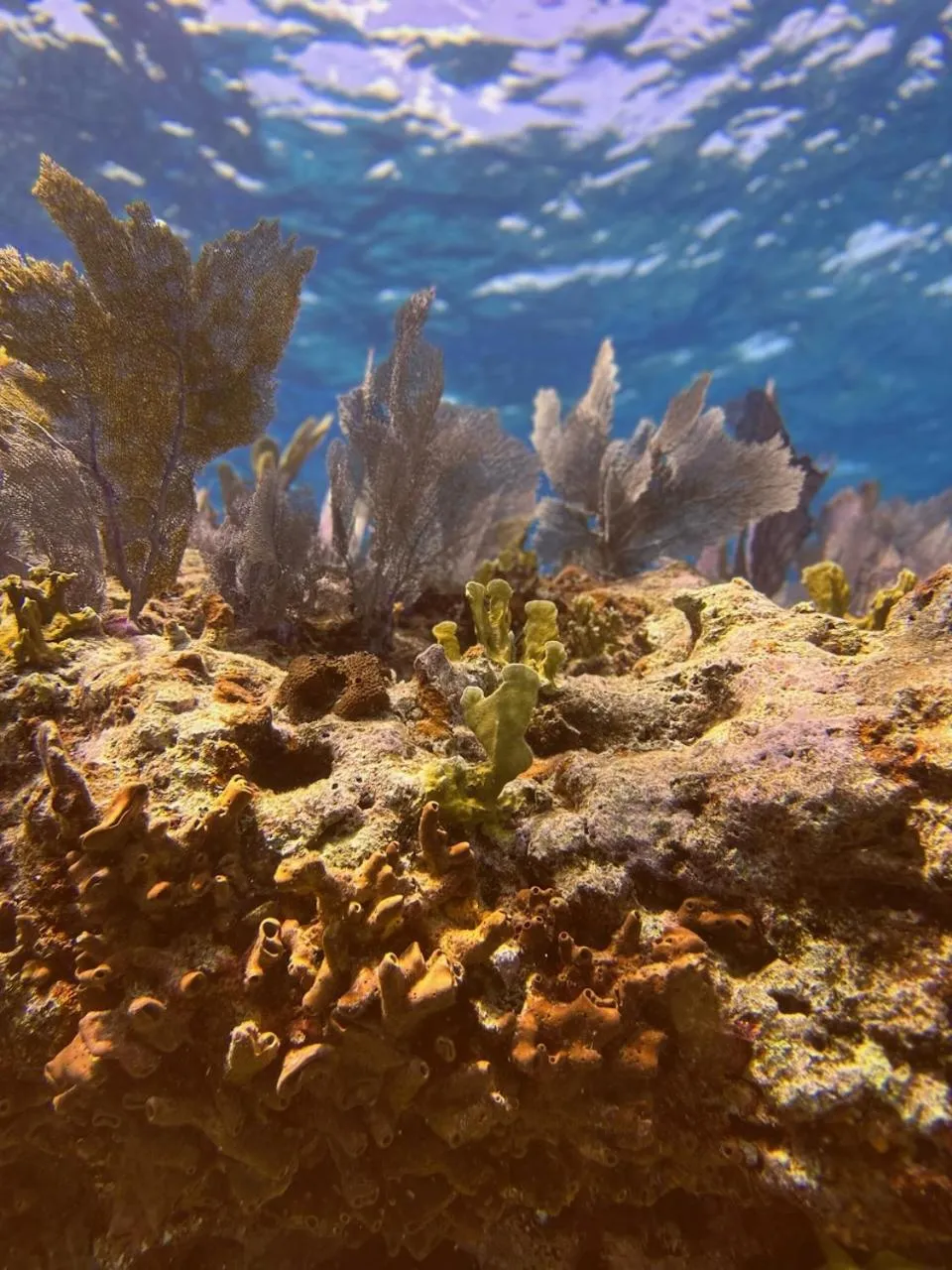 Snorkeling in Bayside Inn Key Largo