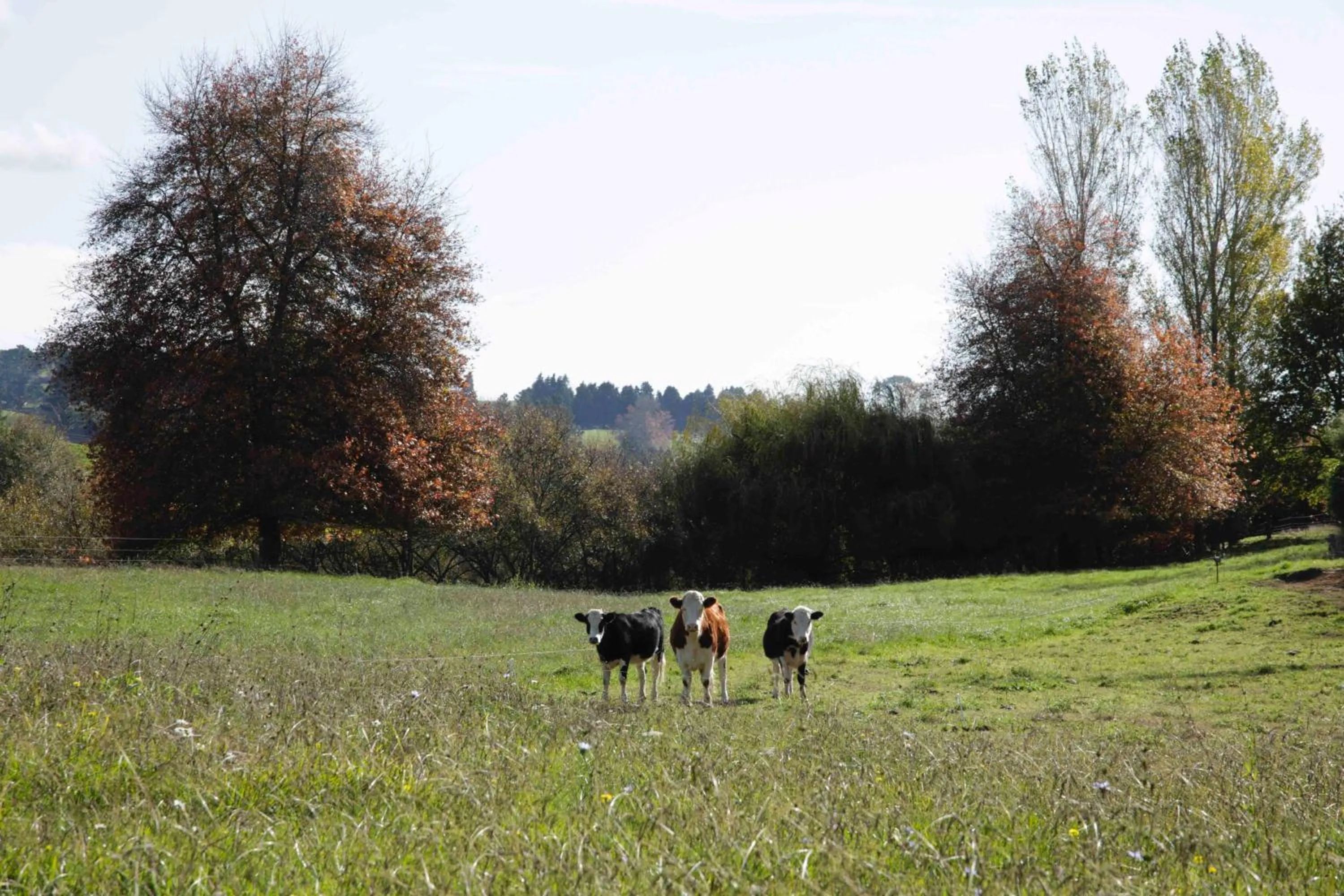 Animals in Somersal Bed & Breakfast