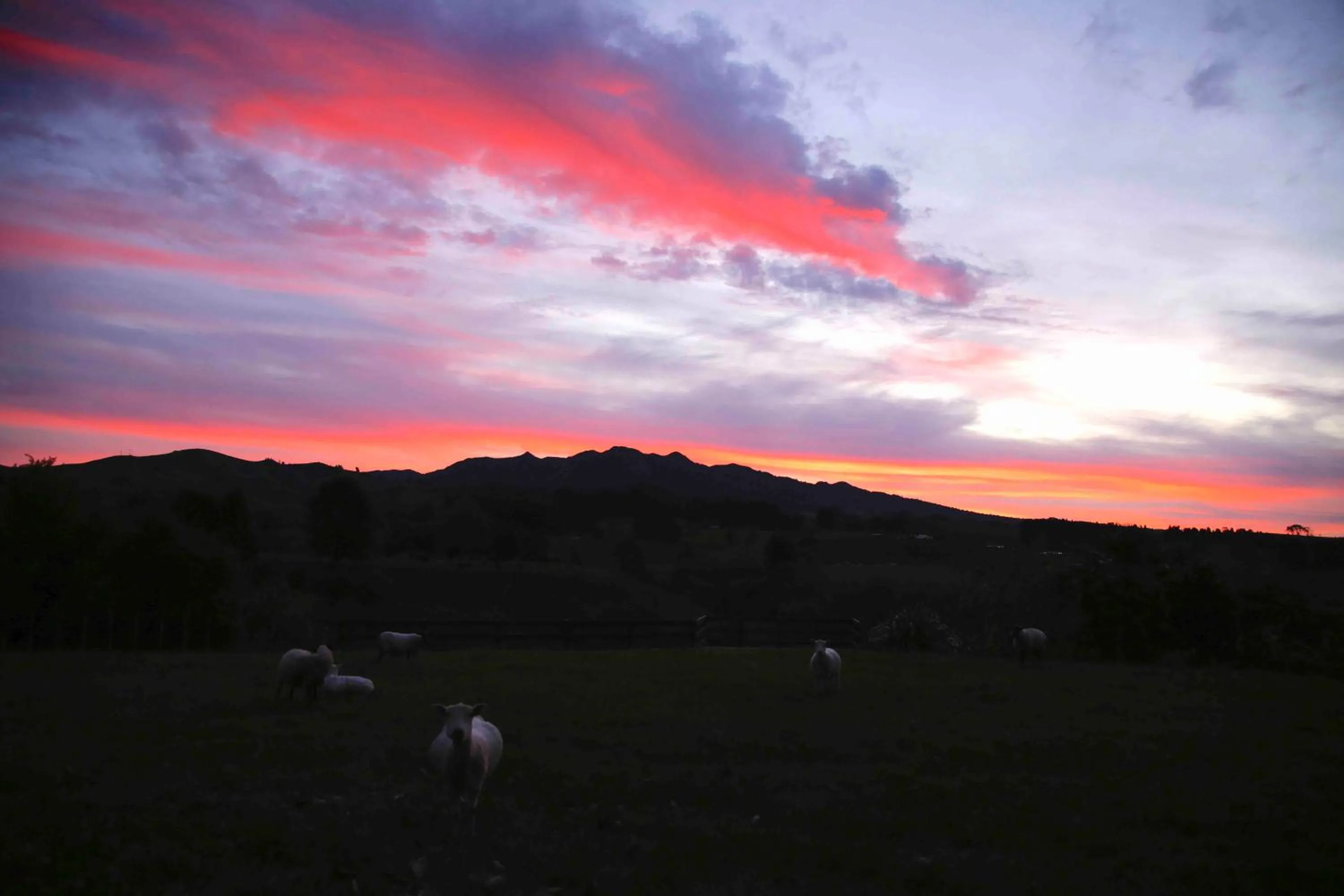 Animals in Somersal Bed & Breakfast