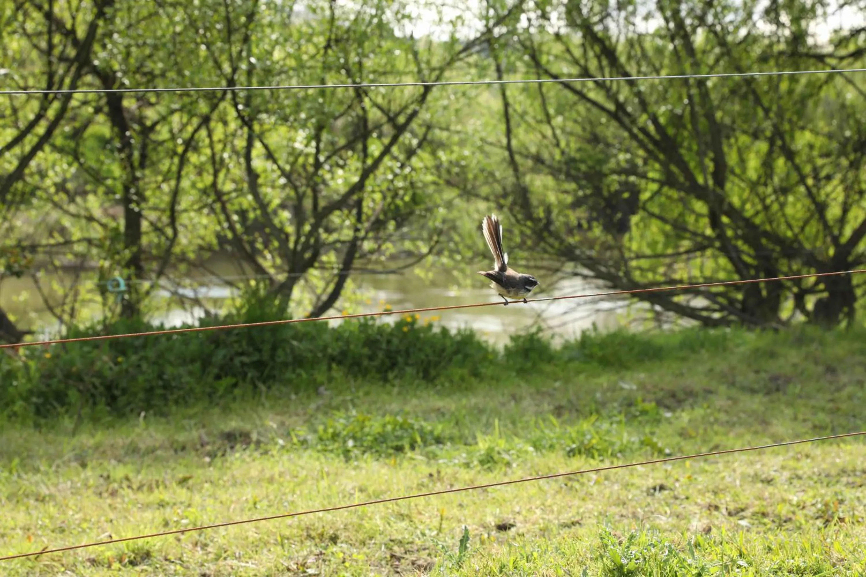 Natural landscape in Somersal Bed & Breakfast