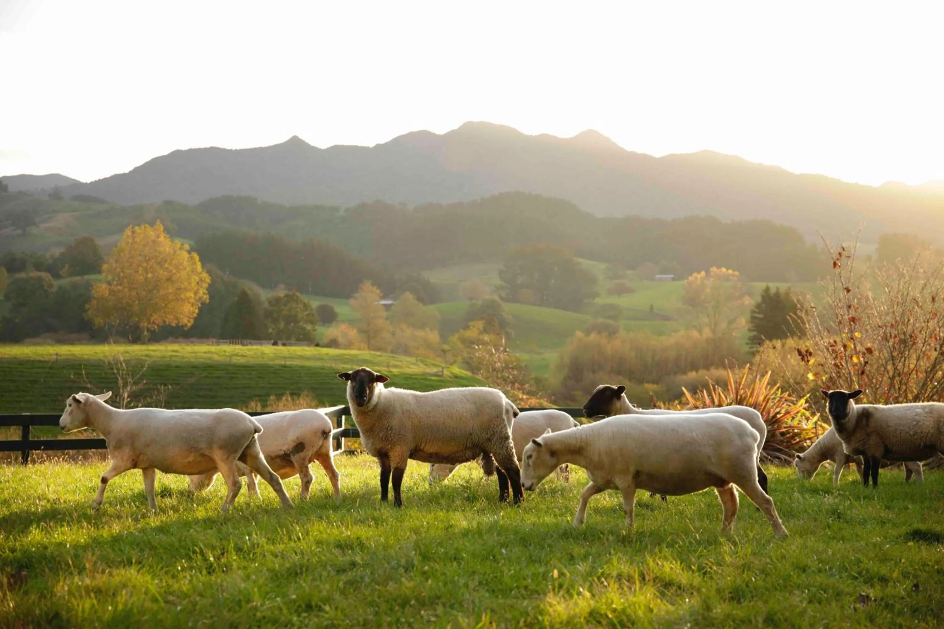 Animals in Somersal Bed & Breakfast