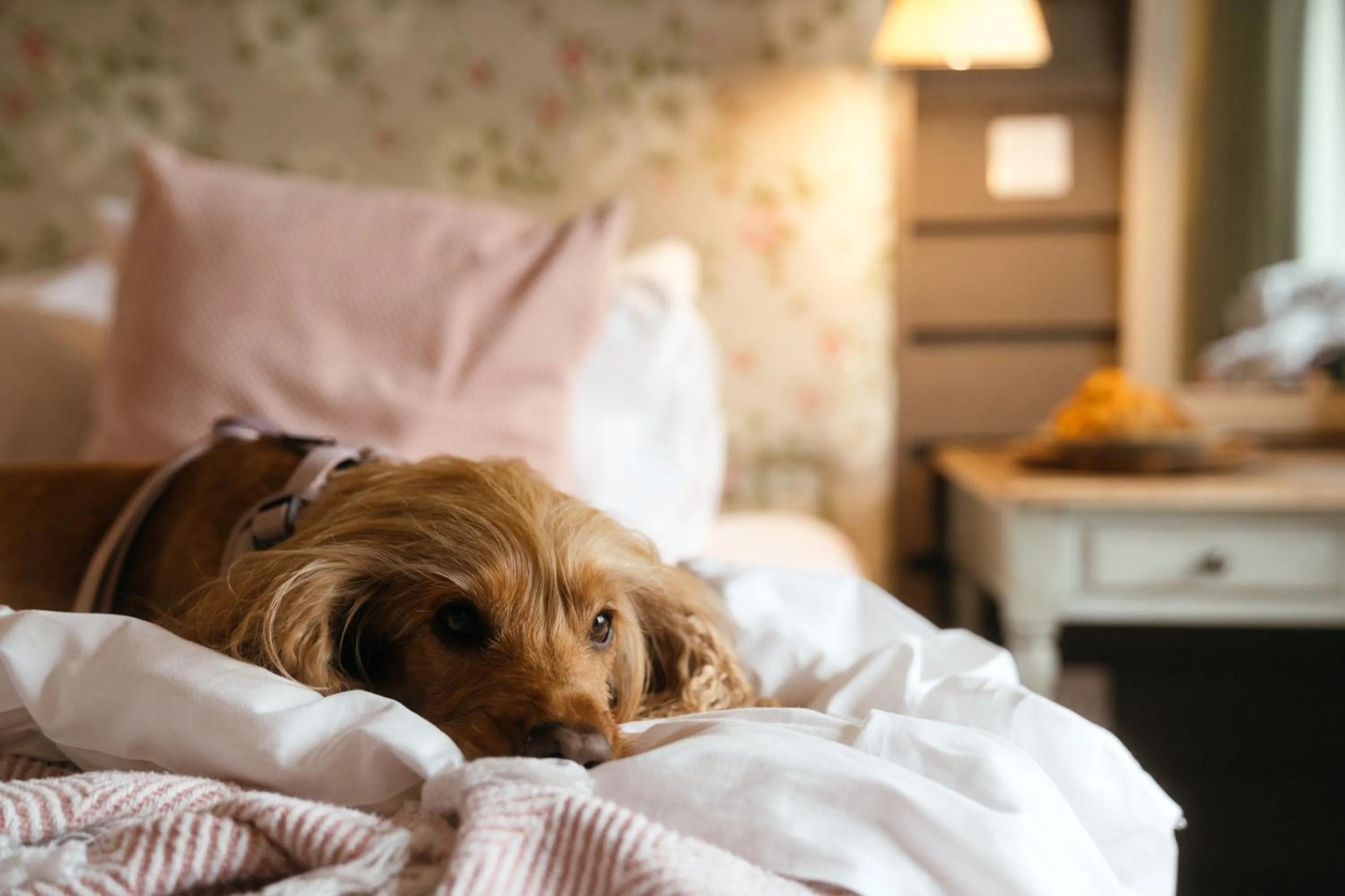 Pets, Bed in Retreat East