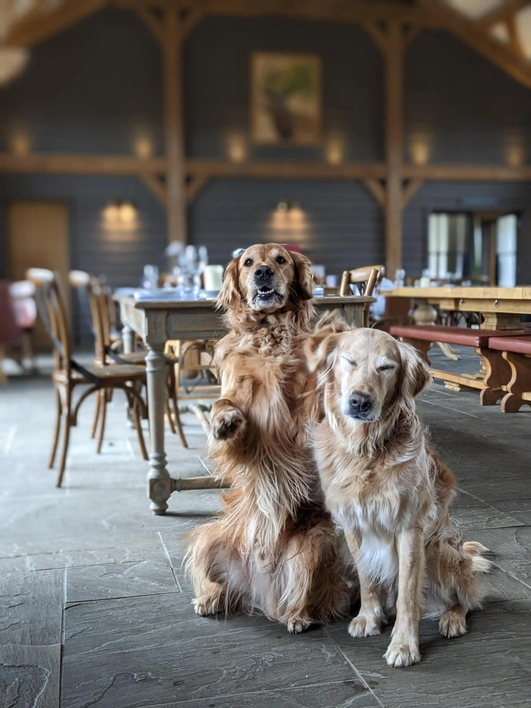 Pets in Retreat East