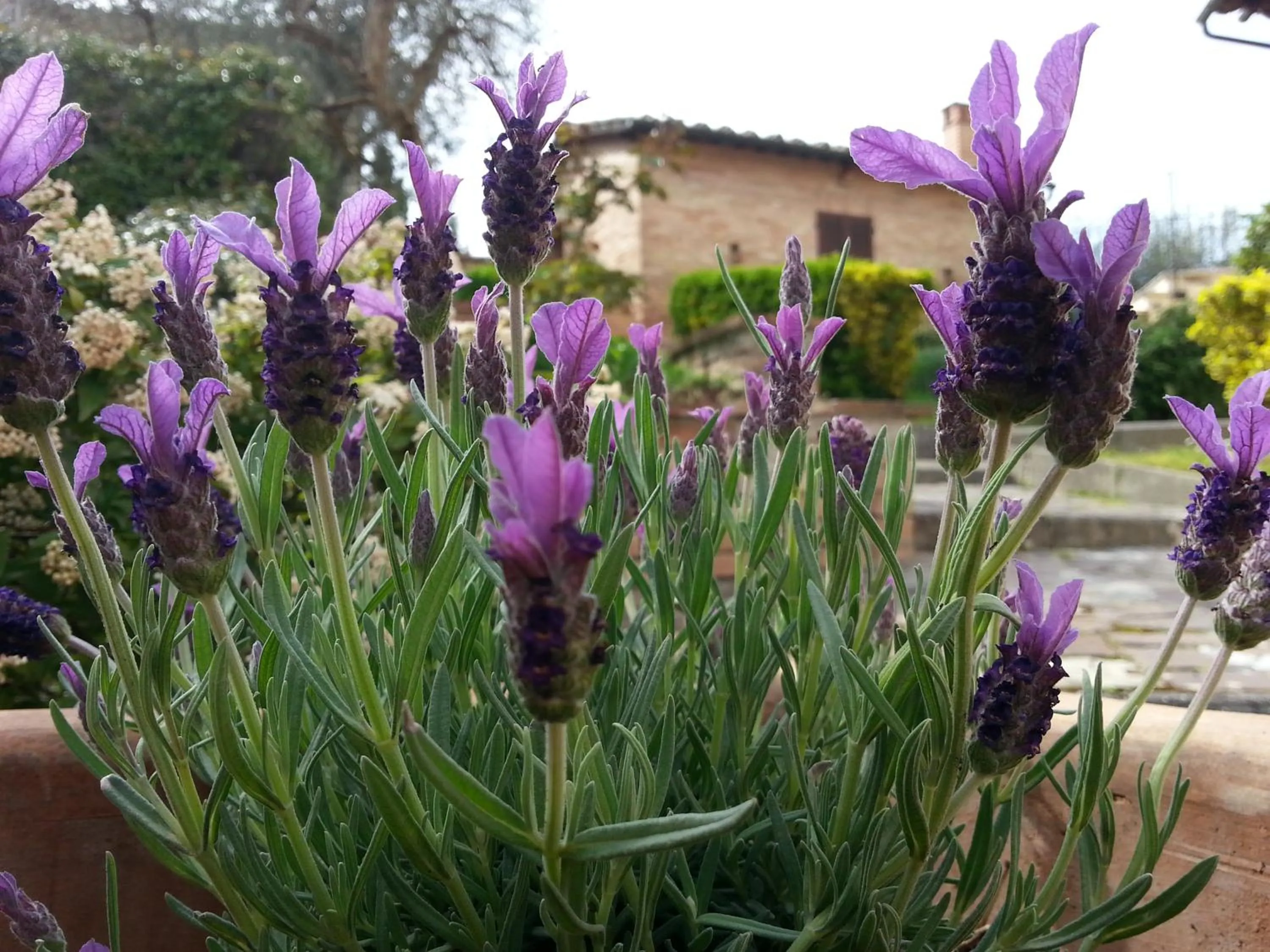 Decorative detail in Residence Le Meridiane