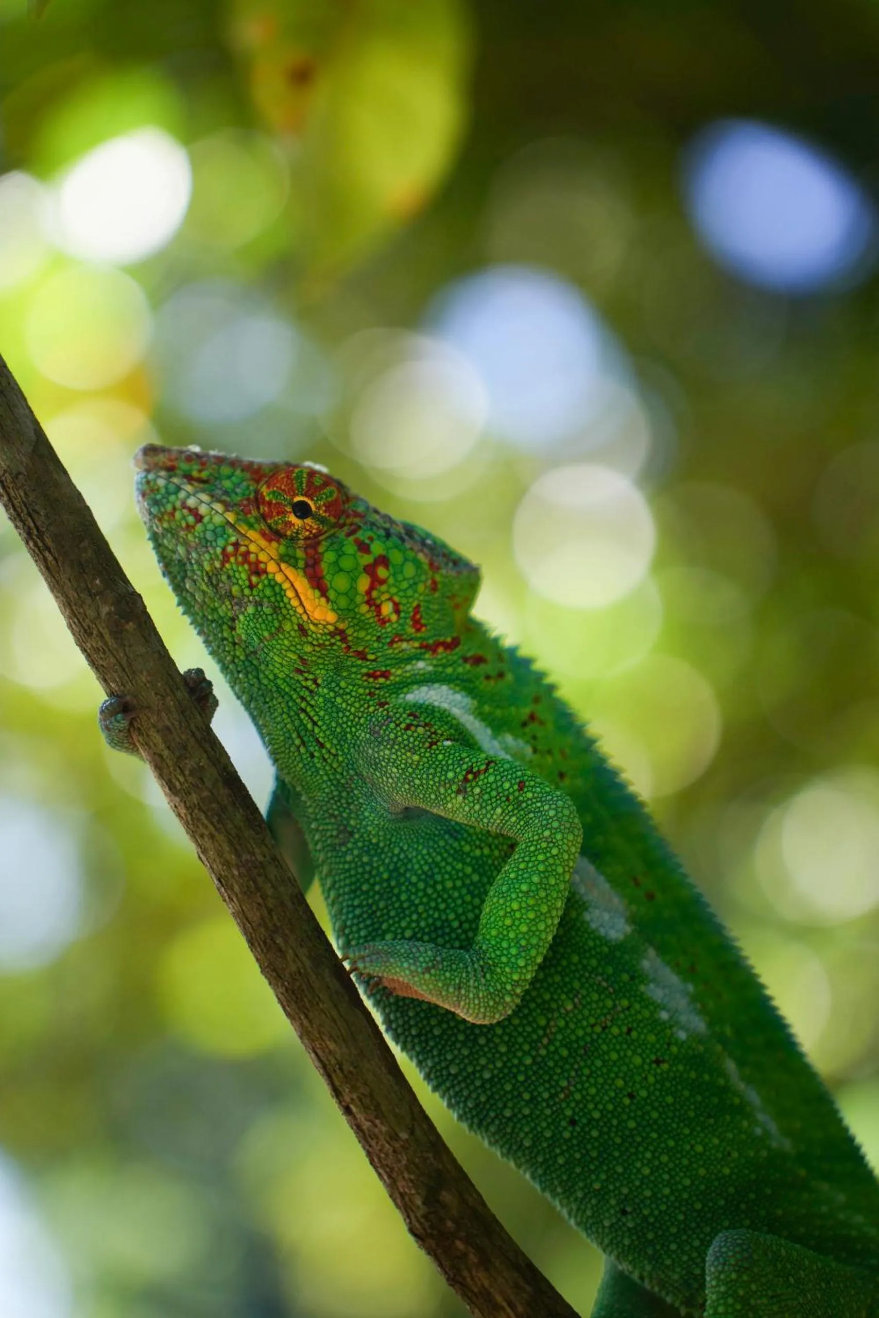 Garden in Emeraude Lodge