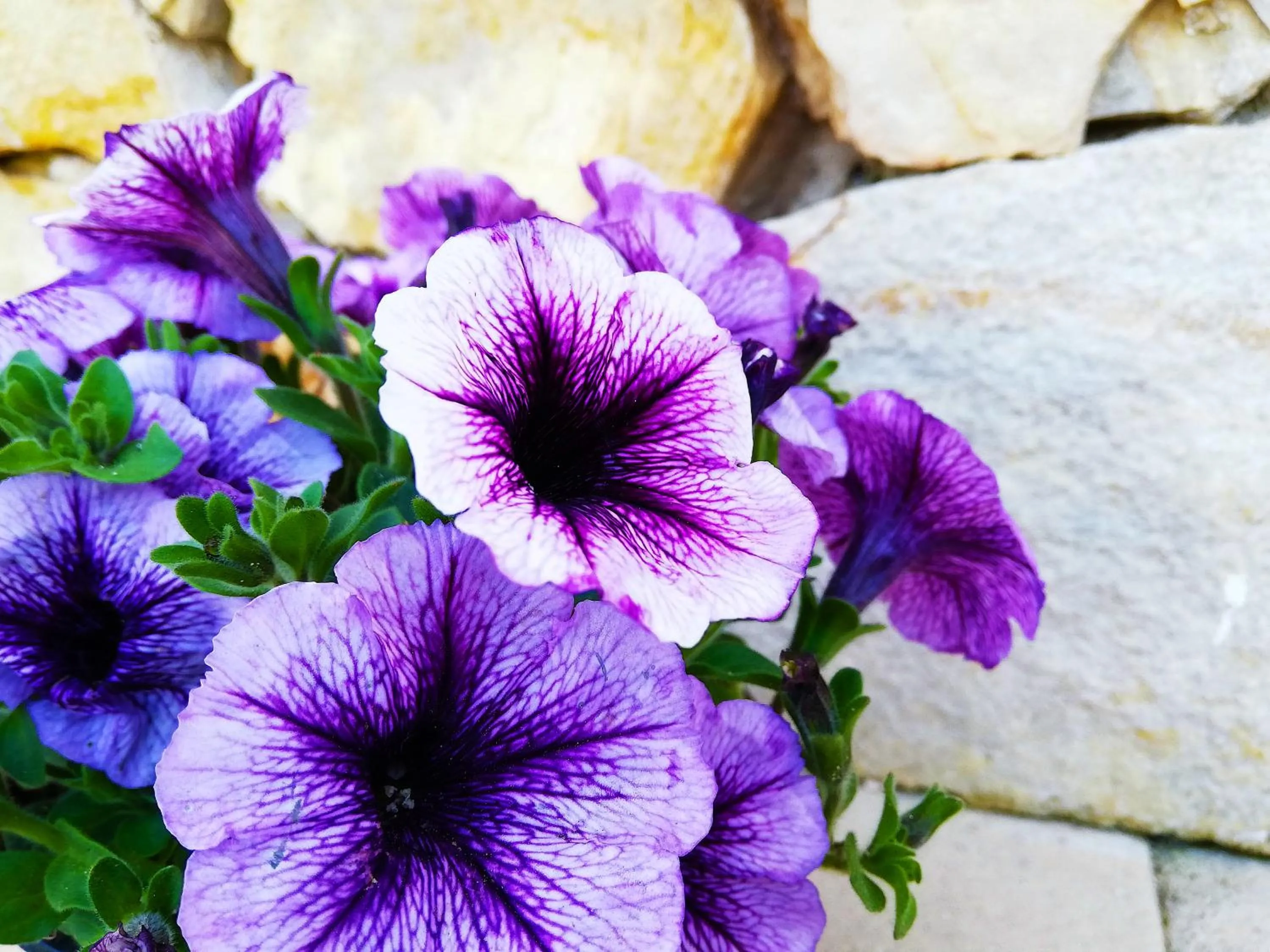 Breakfast in Chalet del Mare