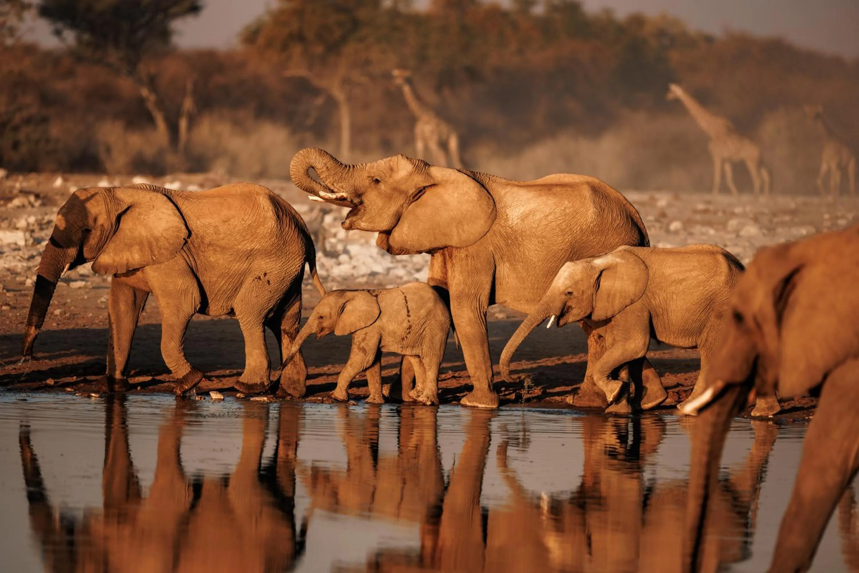 Animals in Mokuti Etosha