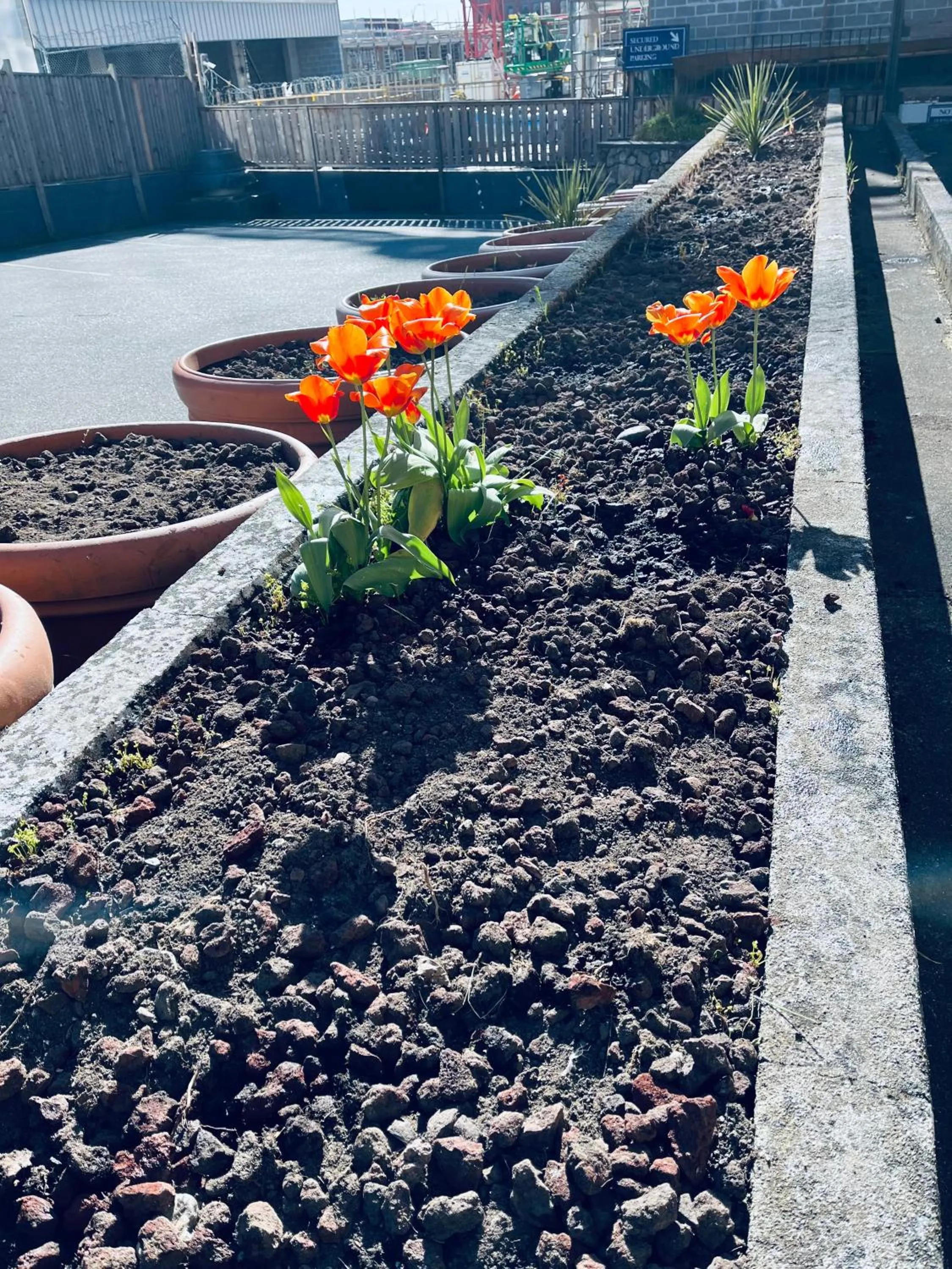 Garden view in Island Travel Inn