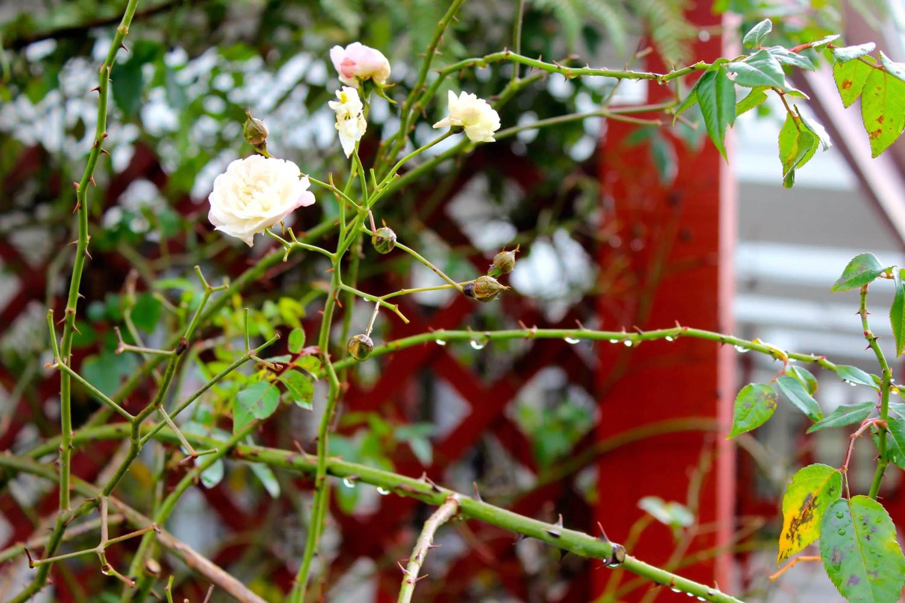 Other in Lake Matheson Motel