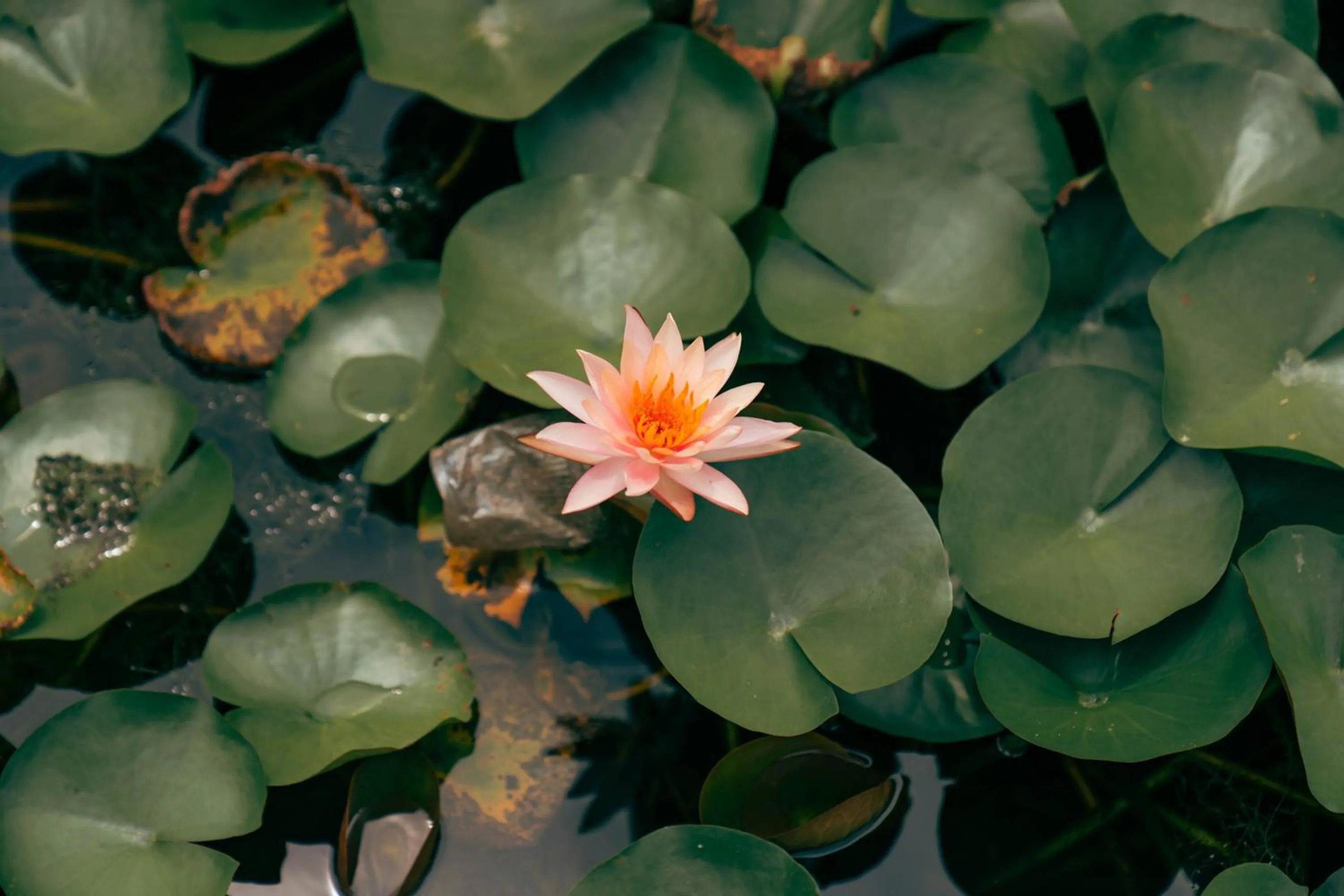 Property building in Hokke Lumbini