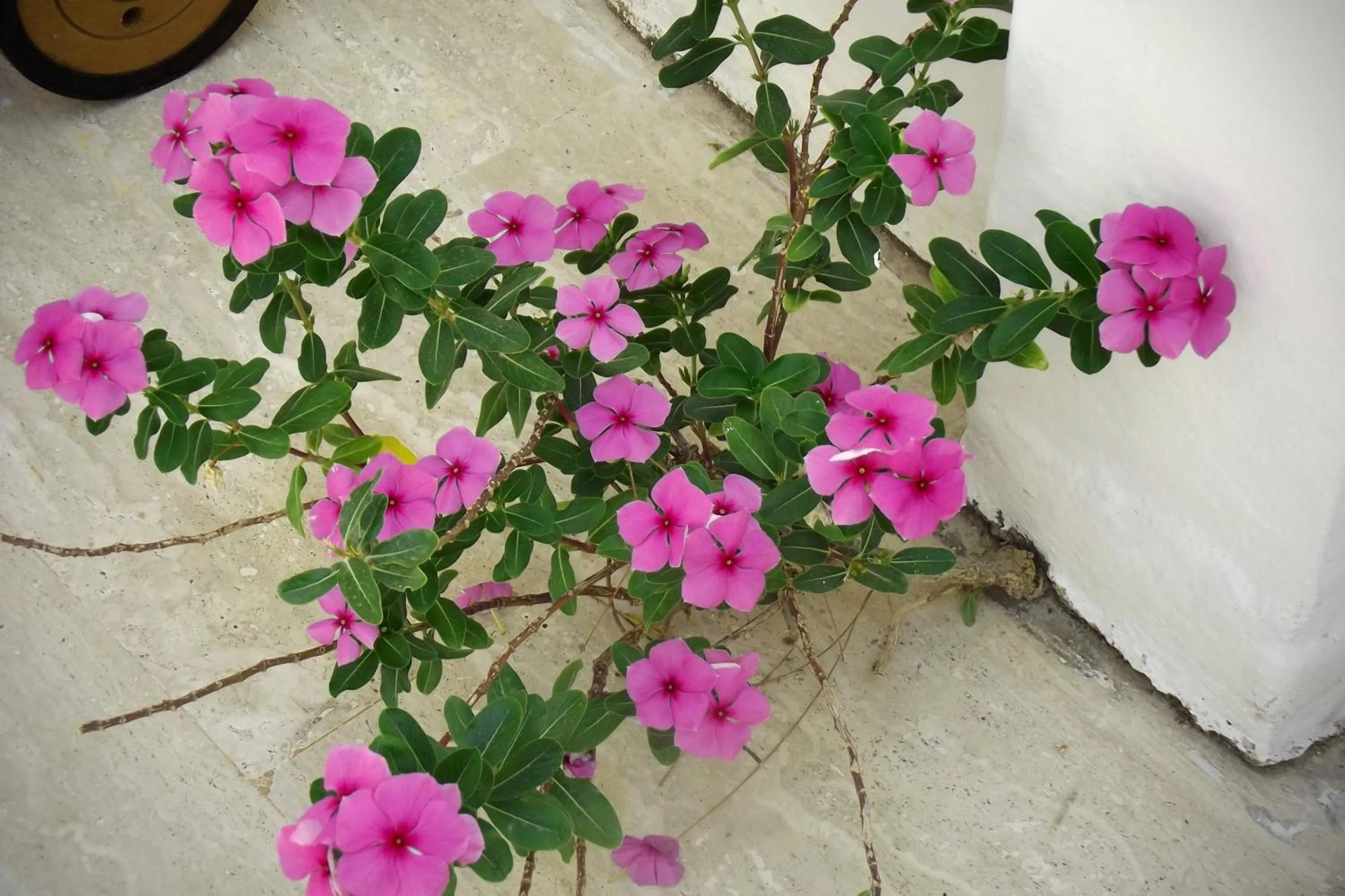 Garden in Carikci Hotel
